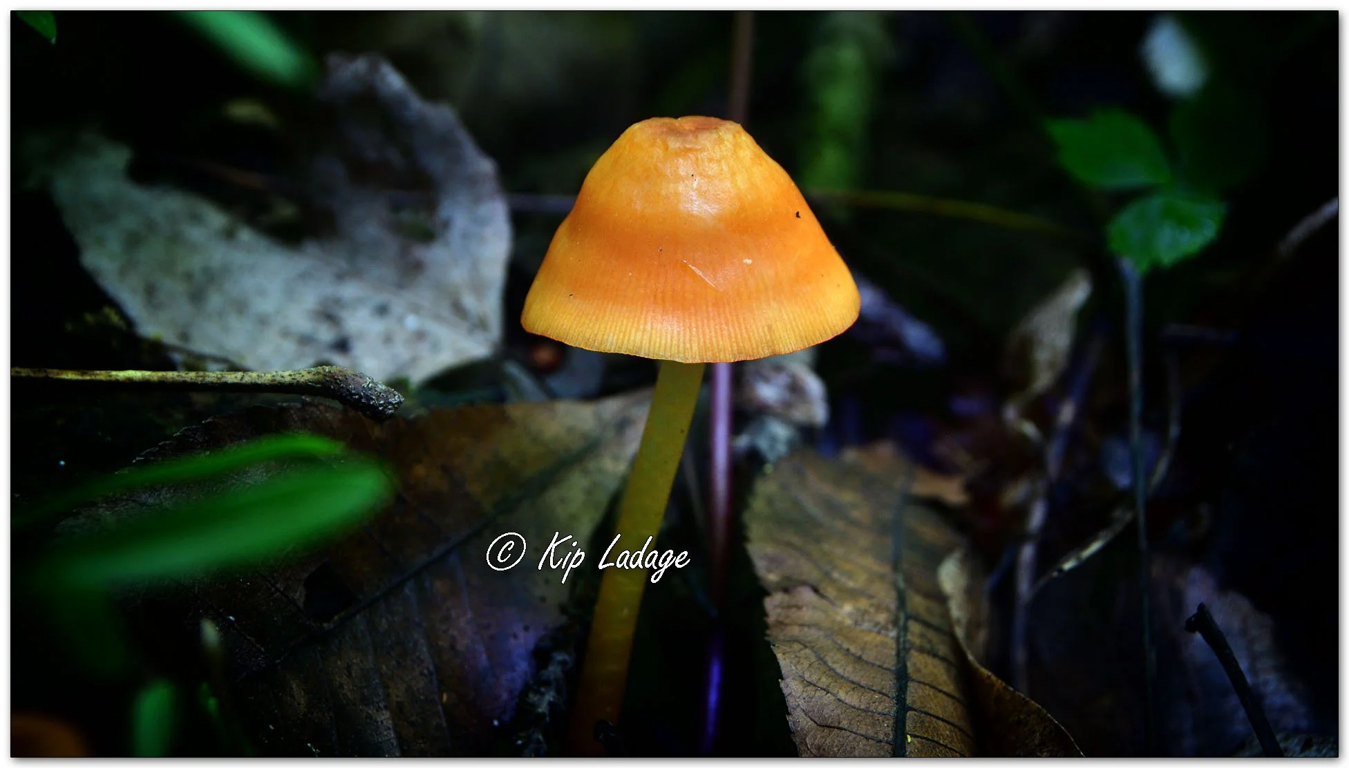 Orange Mycena - Image 1098105