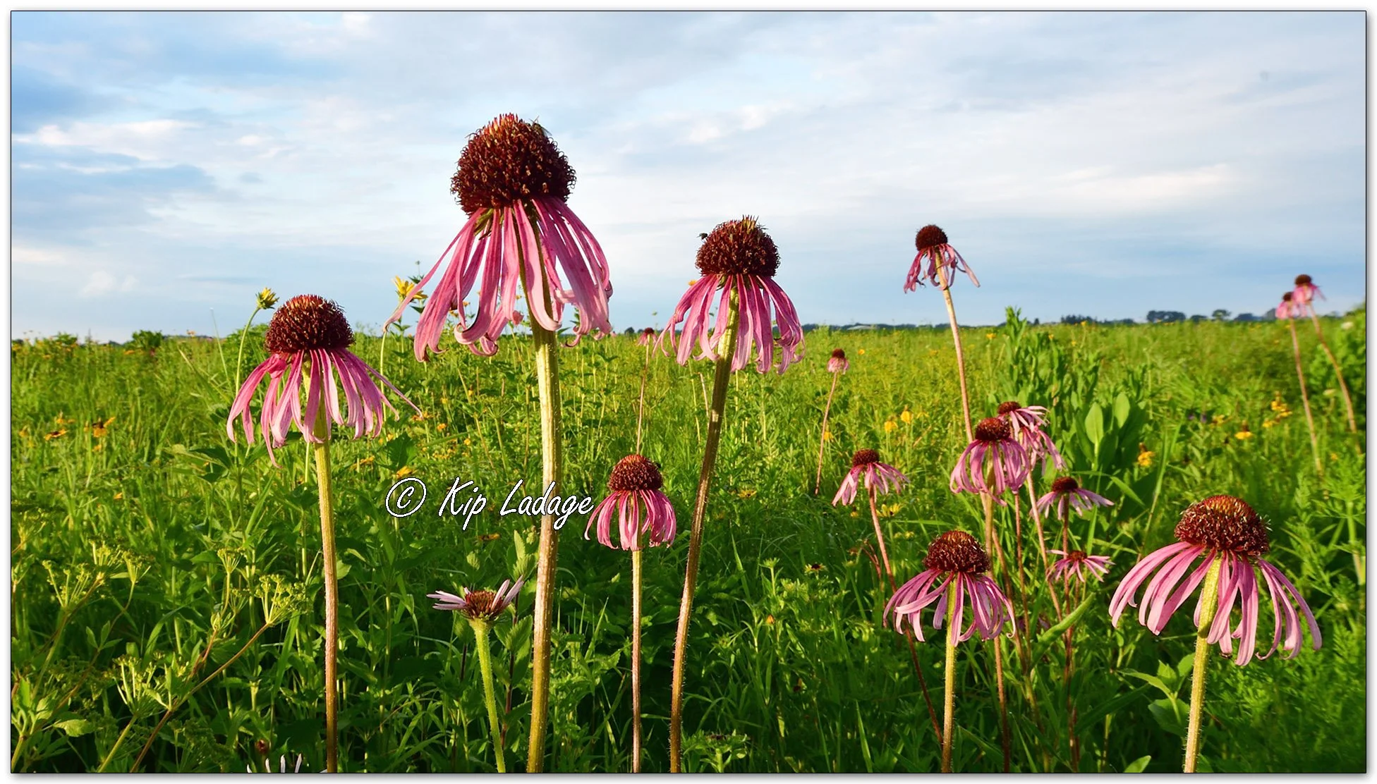 Prairie Wildflower Scenic - Image 1113193