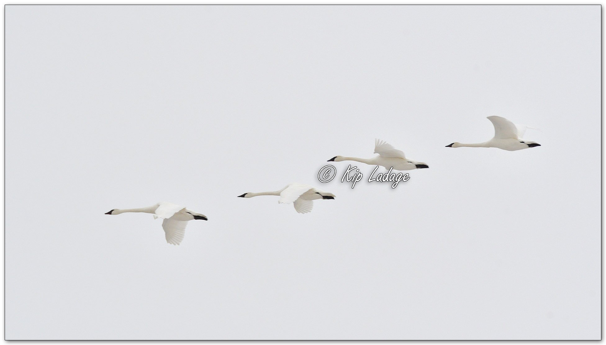 Trumpeter Swans in Flight - Image 1058991