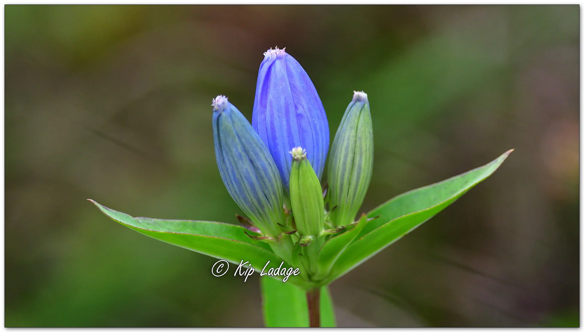 Bottle (Closed) Gentian - Image 1141224