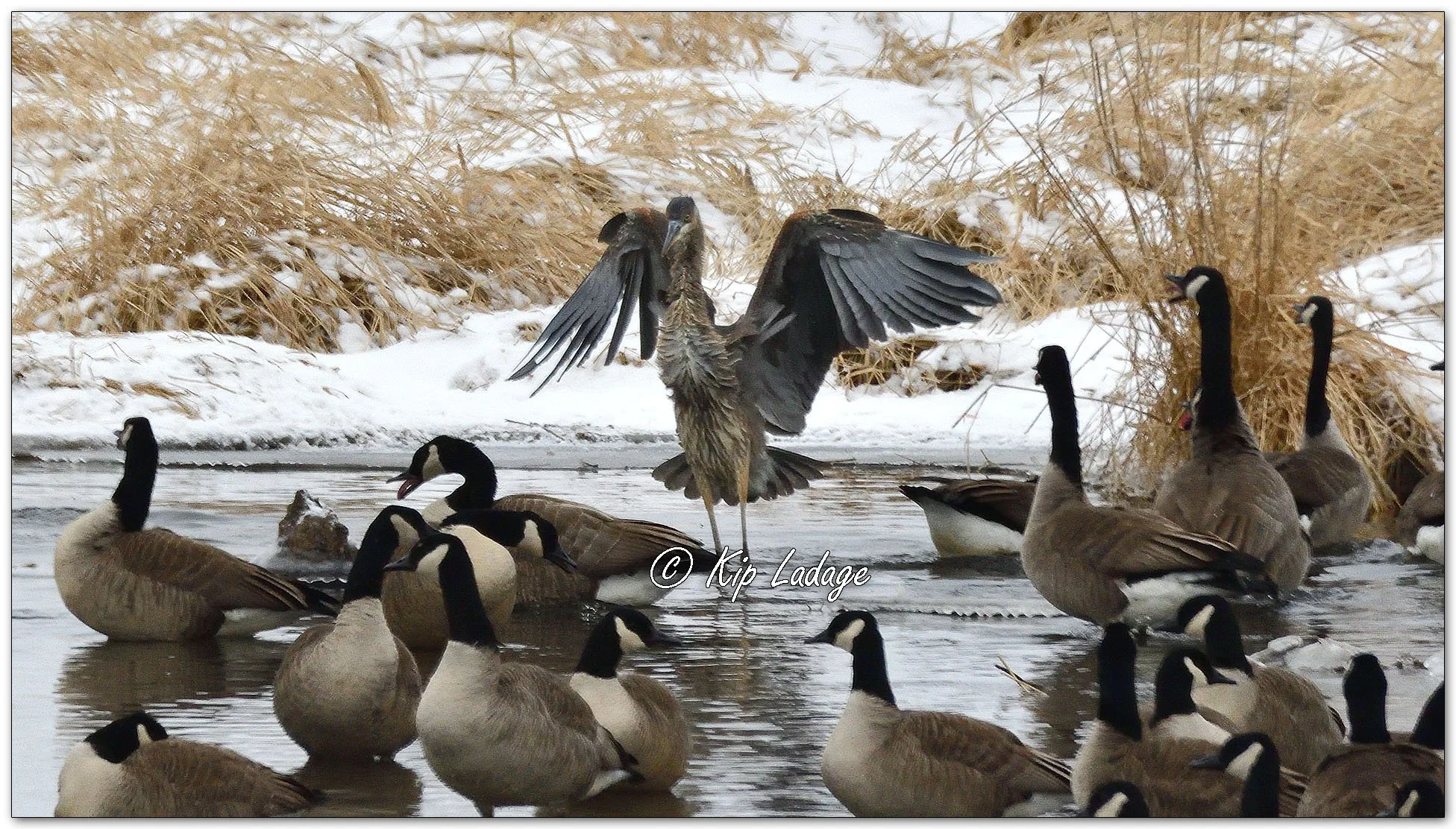 Great Blue Heron in Winter - Image 1058843