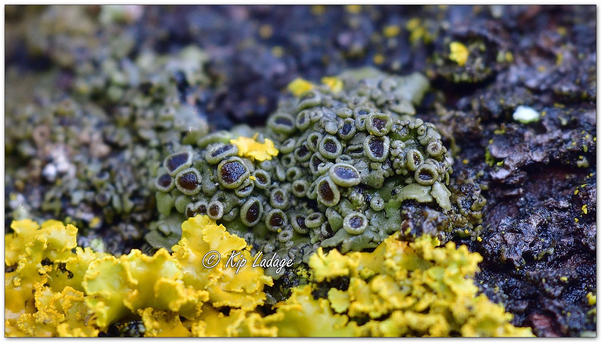 Lichen - Image 1055984