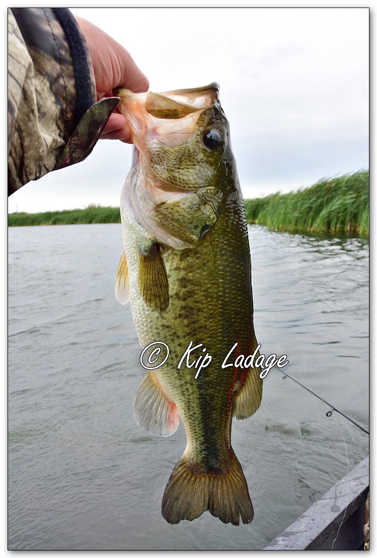 Largemouth Bass - Image 1110389