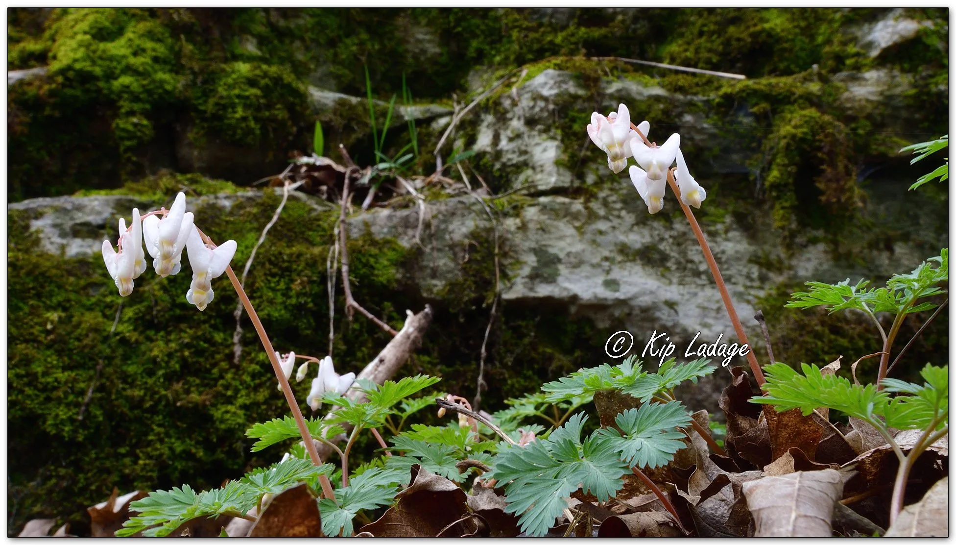 Dutchman's Breeches - Image 1084260
