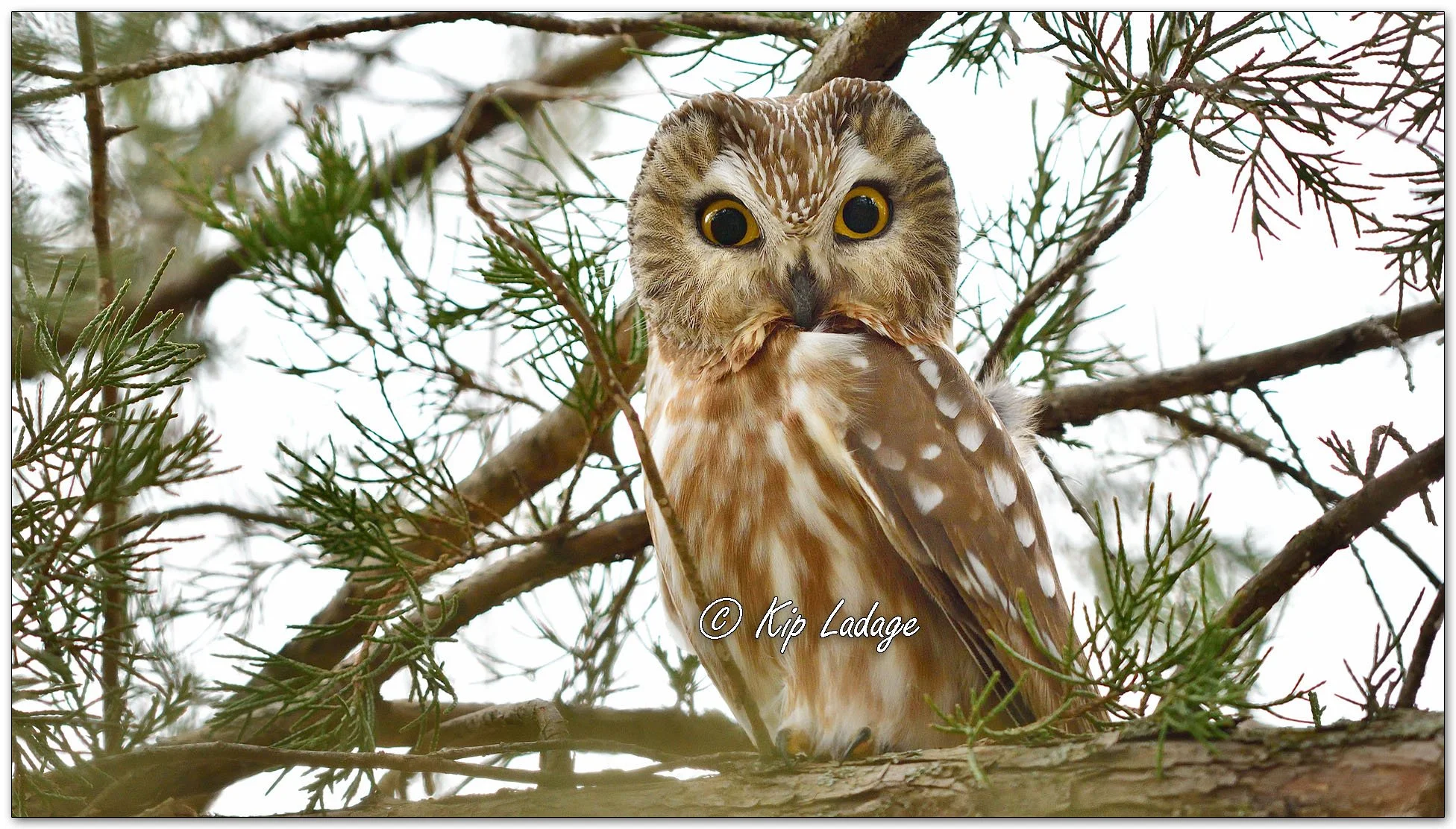 Saw-whet Owl - Image 1076994