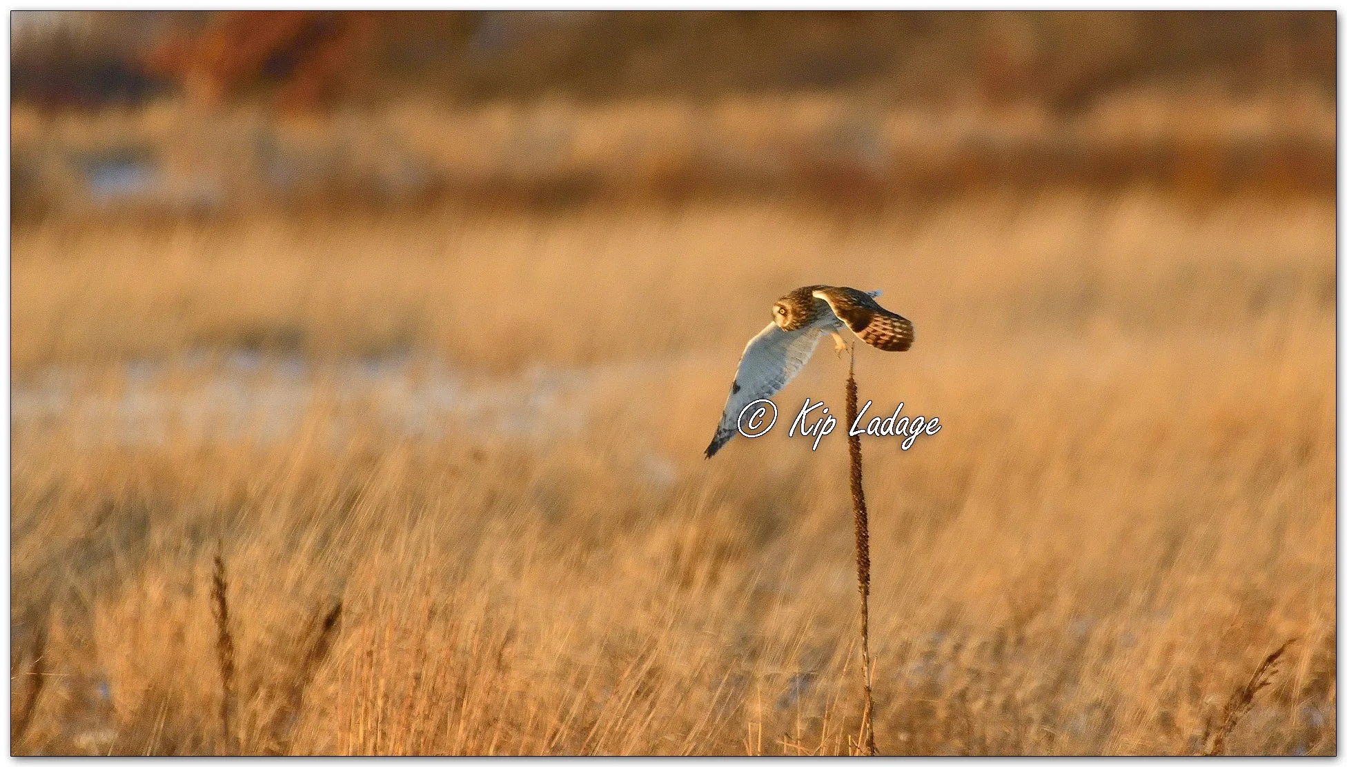 Short-eared Owl - Image 1049519