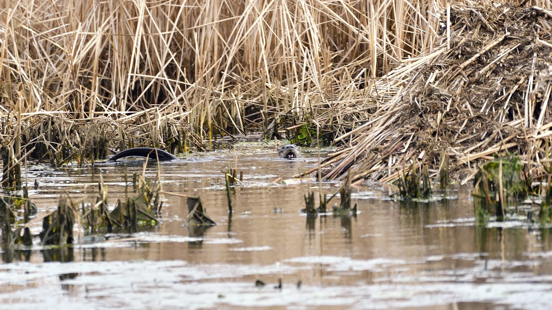 River Otter - Image 1076539