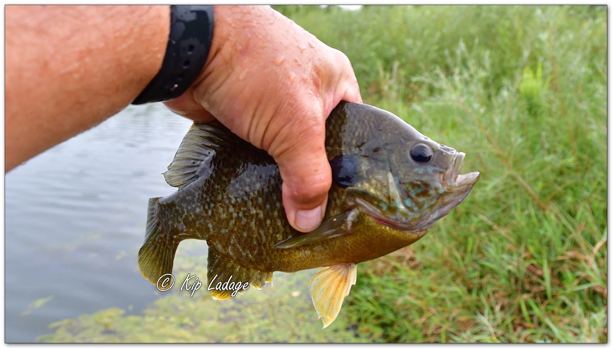 Large Bluegill - Image 1141488