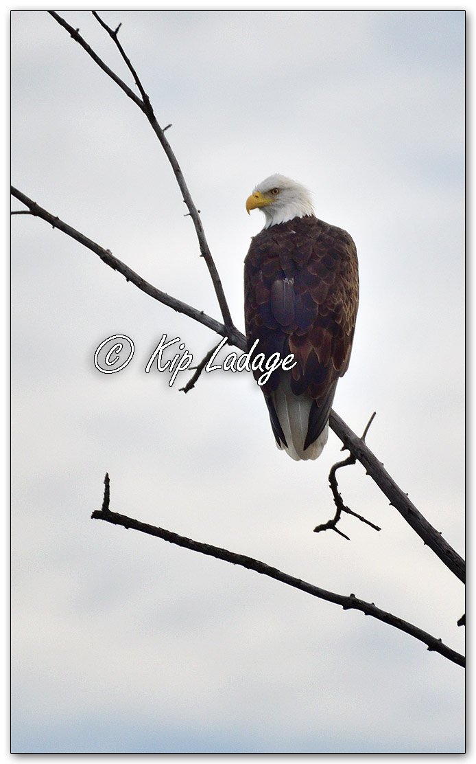 Adult Bald Eagle - Image 1148466