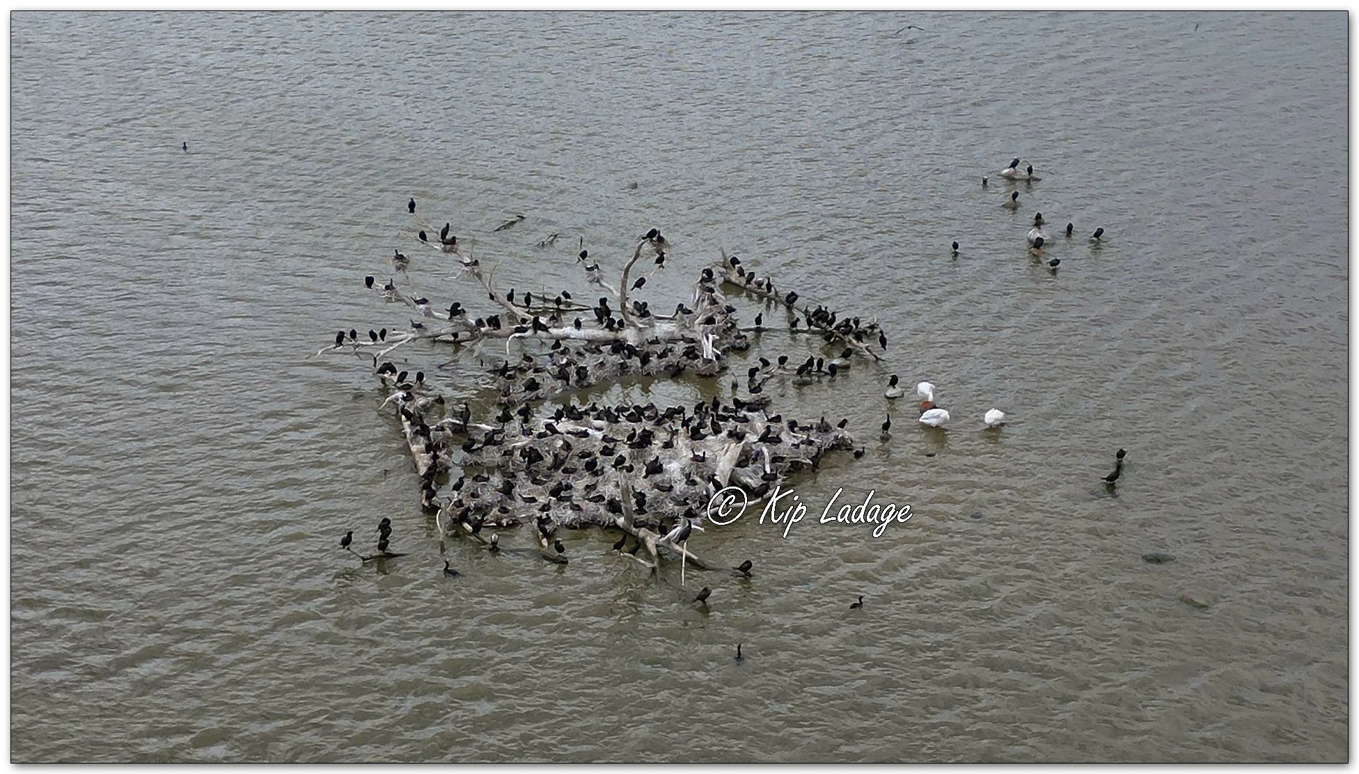 Double-crested Cormorants - Image 1095835
