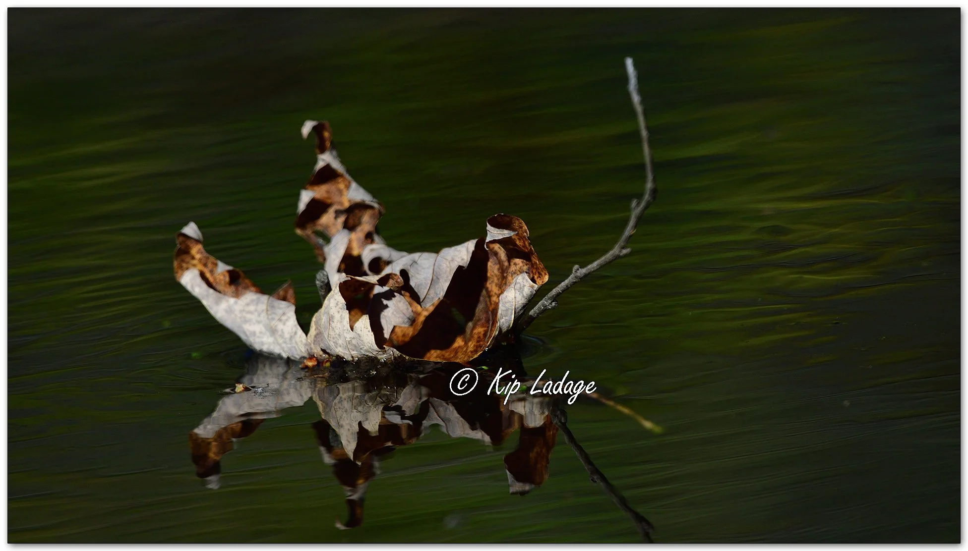 Autumn Leaf on Water - Image 1164281