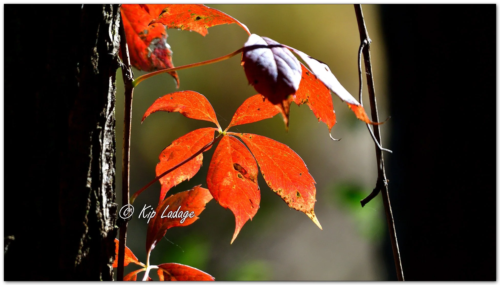 Autumn Virginia Creeper - Image 1159974
