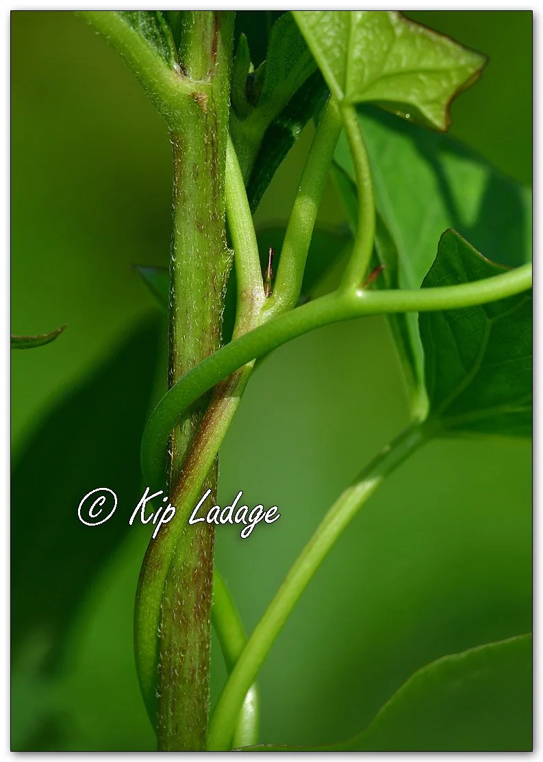 Hedge Bindweed - Image 1139612