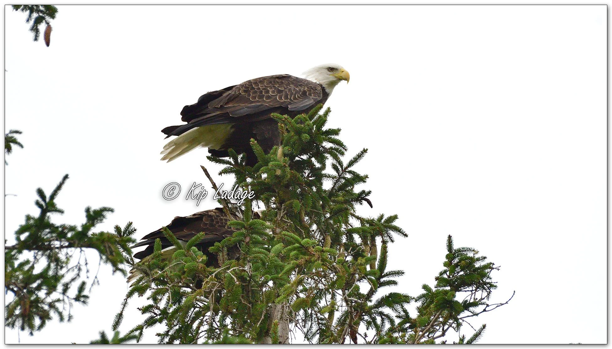 Two Bald Eagles in Spruce Tree - Image 1151587