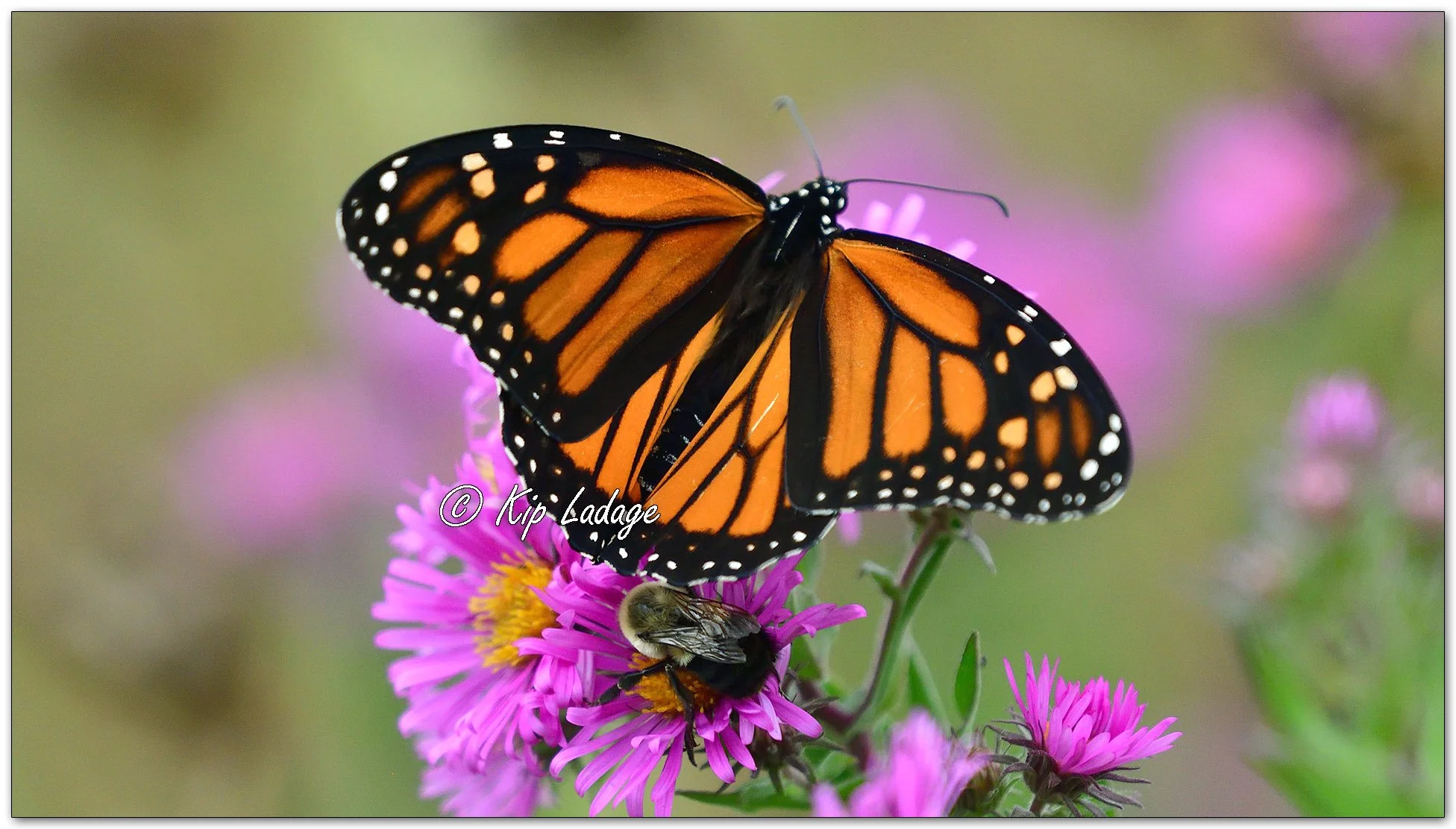 Monarch Butterfly on New England Aster - Image 1151084