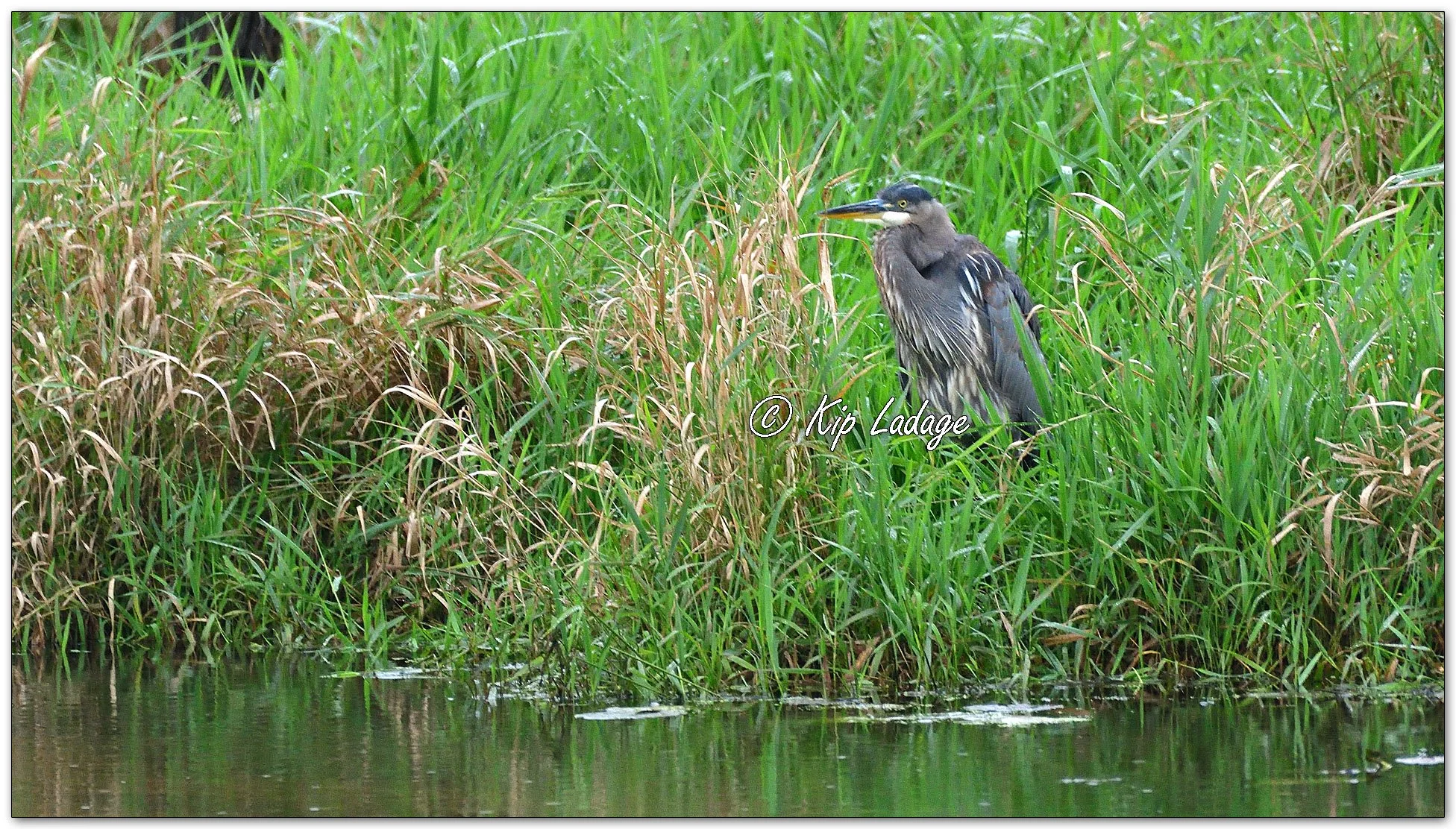 Great Blue Heron - Image 1152037