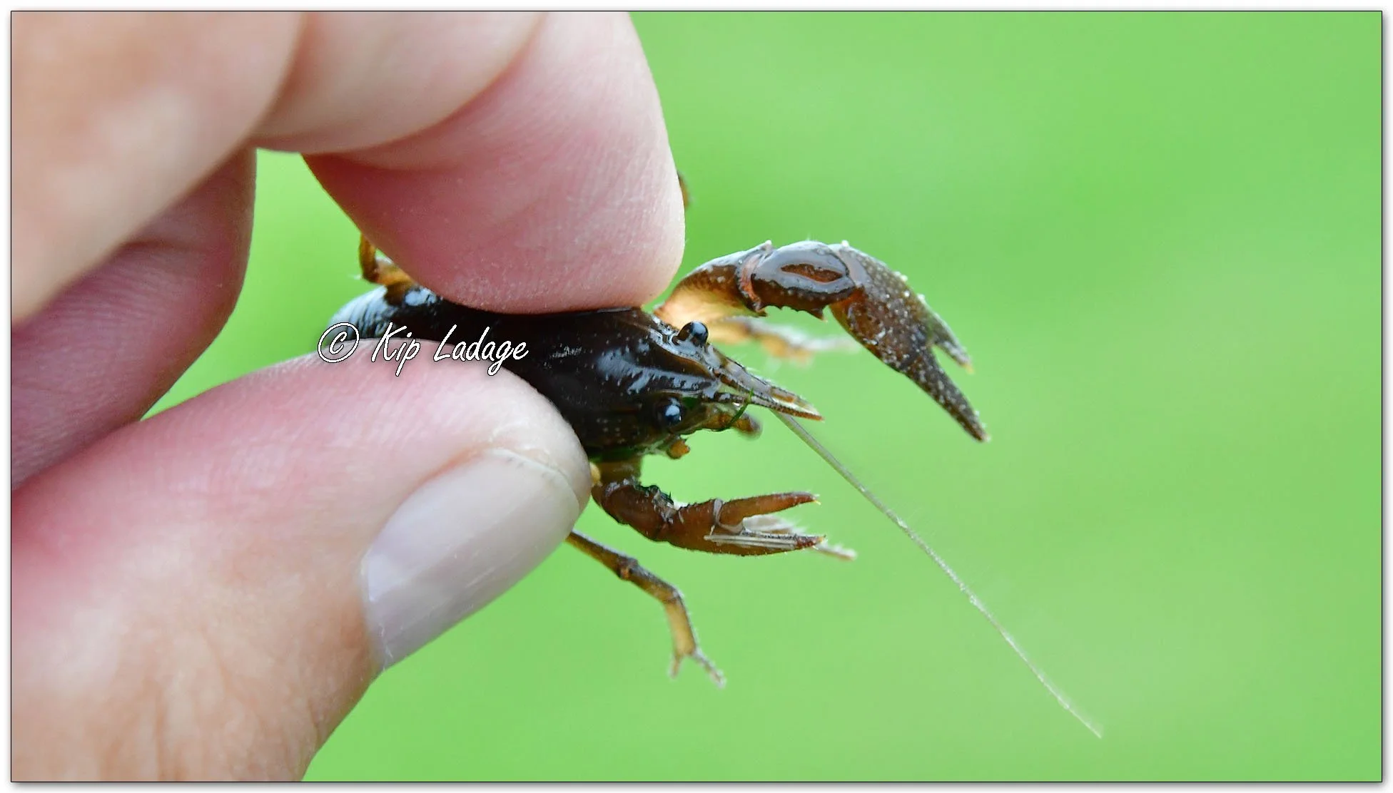 Crawdad in Hand - Image 1116852