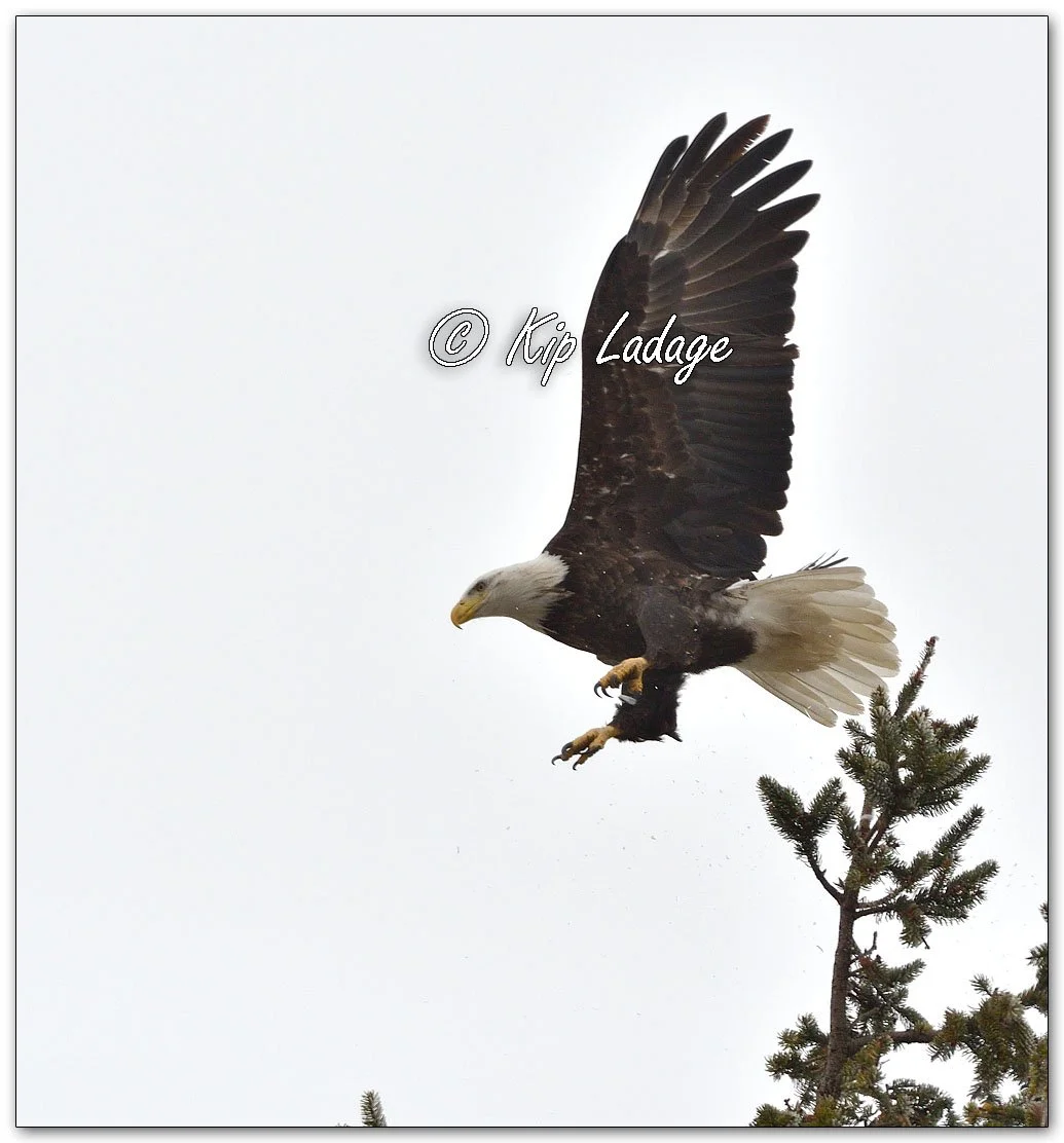 Adult Bald Eagle - Image 1054556