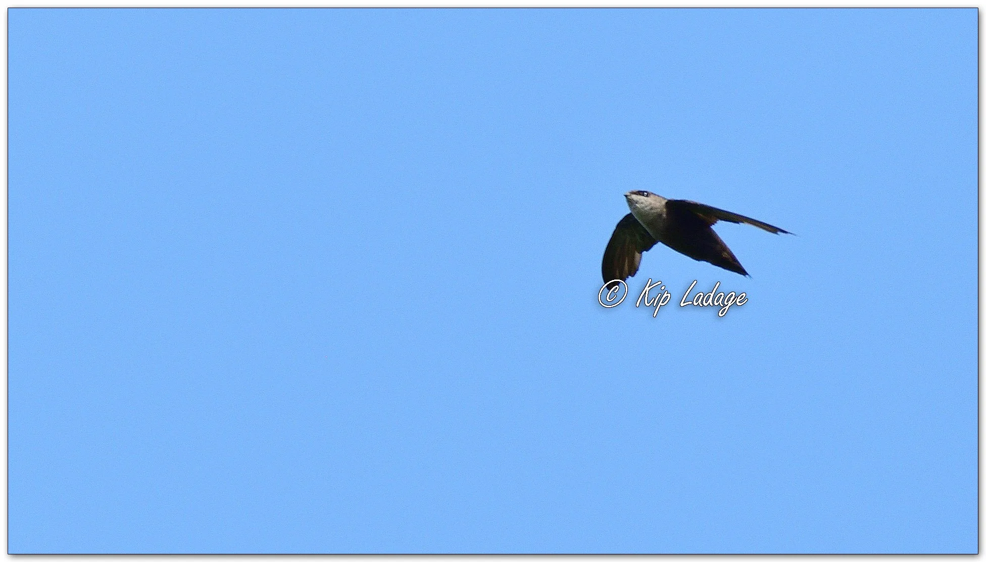 Chimney Swift - Image 1126492