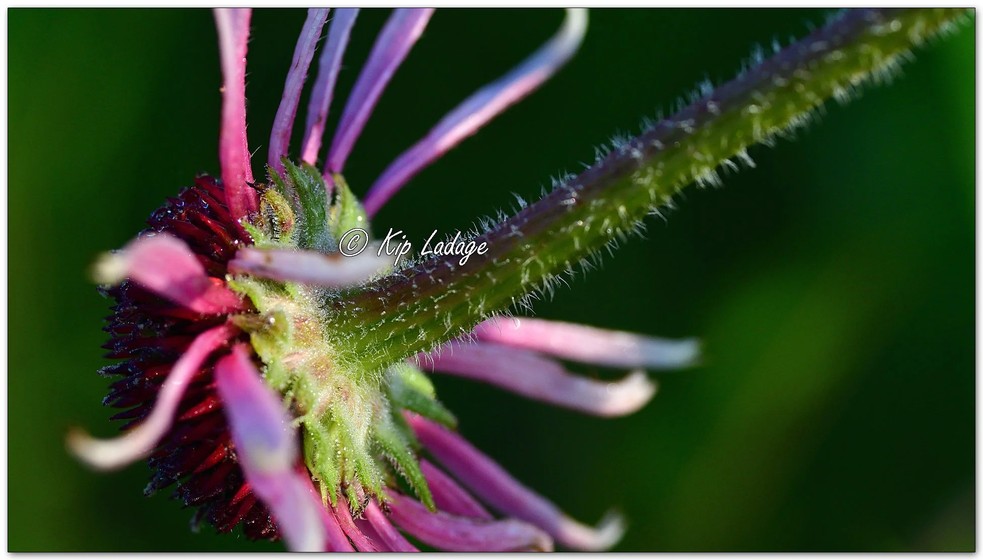 Purple Coneflower - Image 1111535