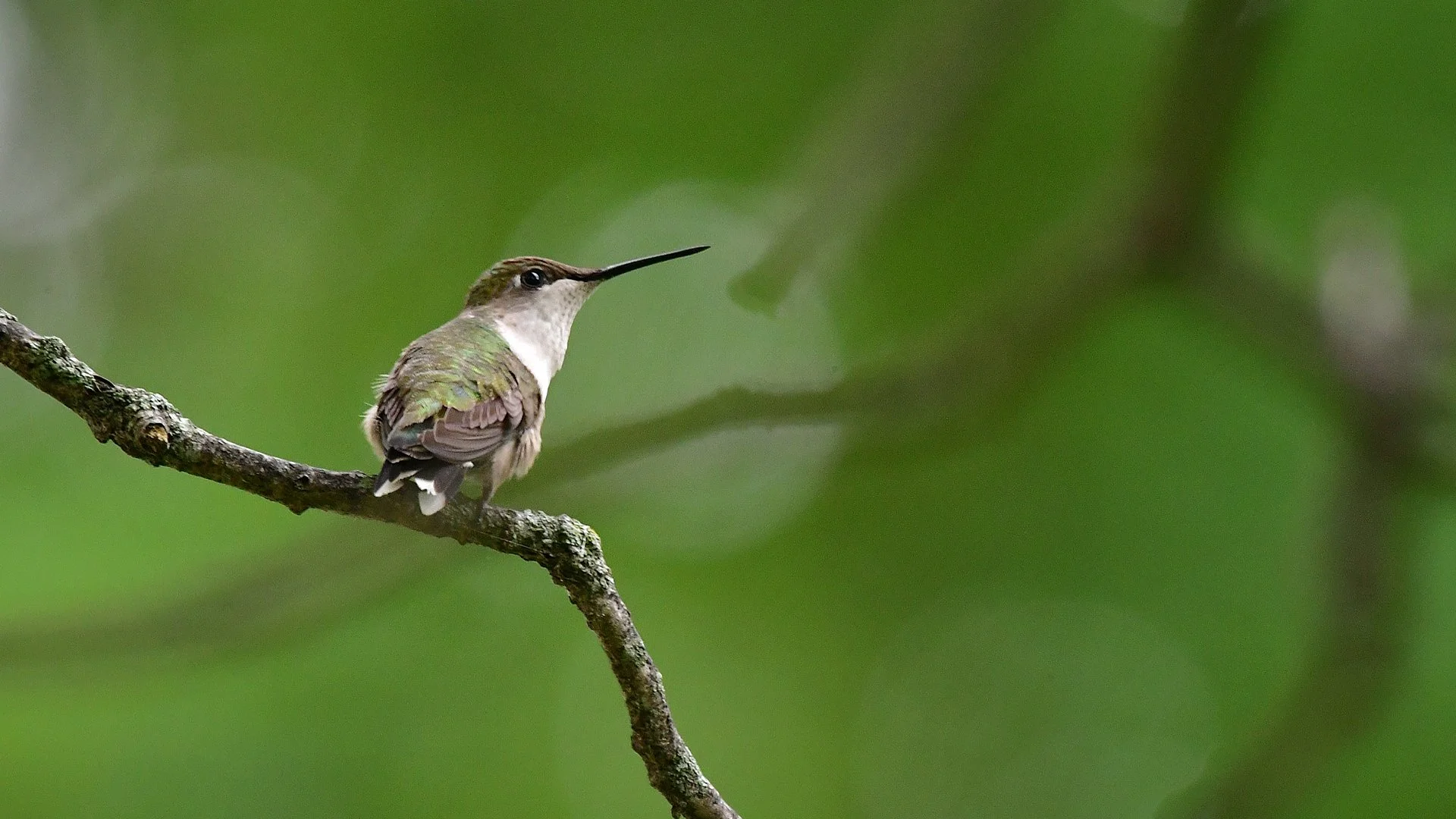 Ruby-throated Hummingbird - Image 1131498