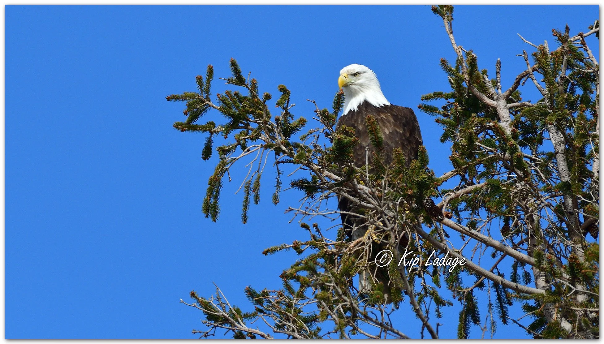 Adult Bald Eagle in Spruce Tree - Image 1075150