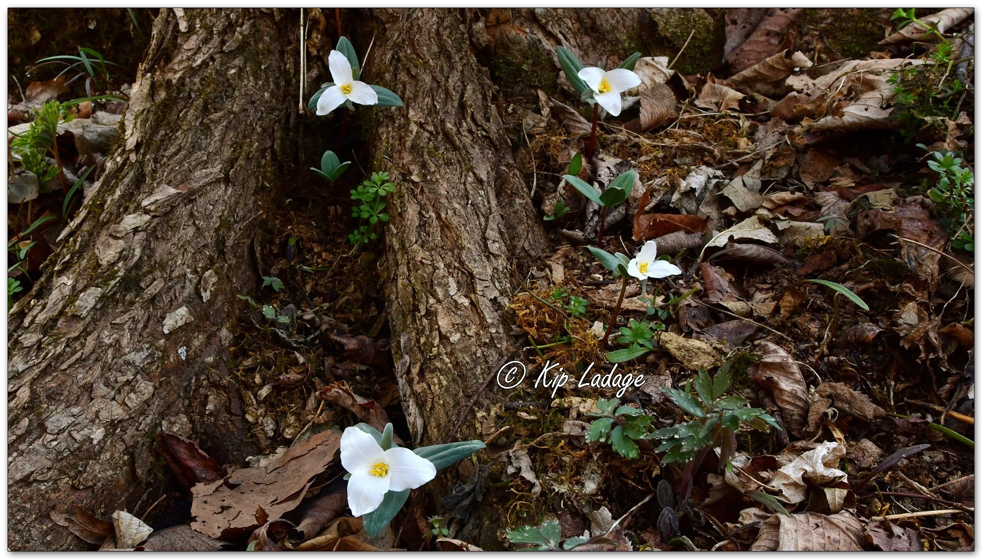 Snow Trillium - Image 1087475FS