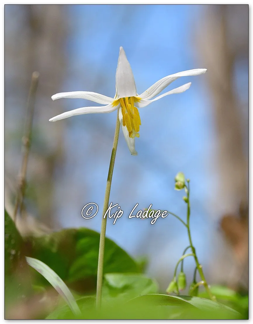 Dogtooth Violet (Trout Lily) - Image 1089295