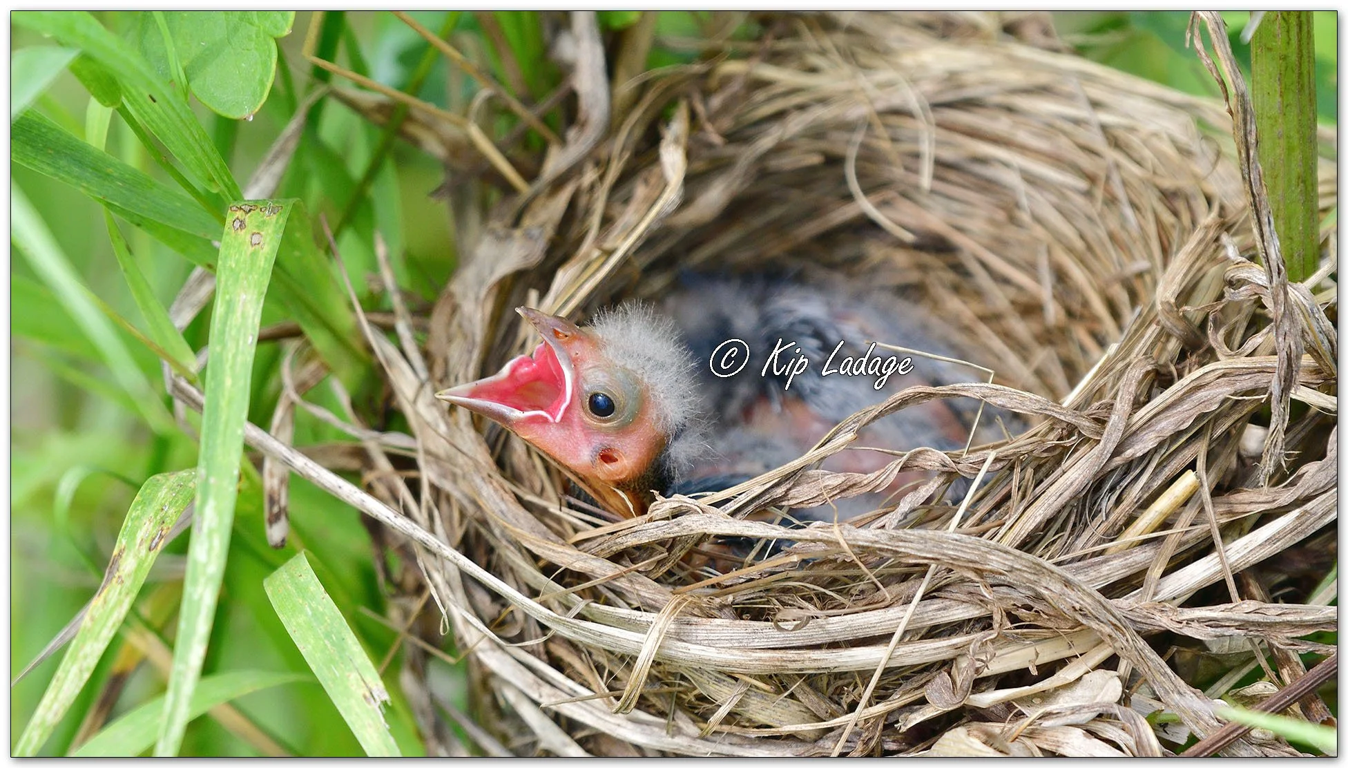Red-winged Blackbird Nestlings - Image 1132194