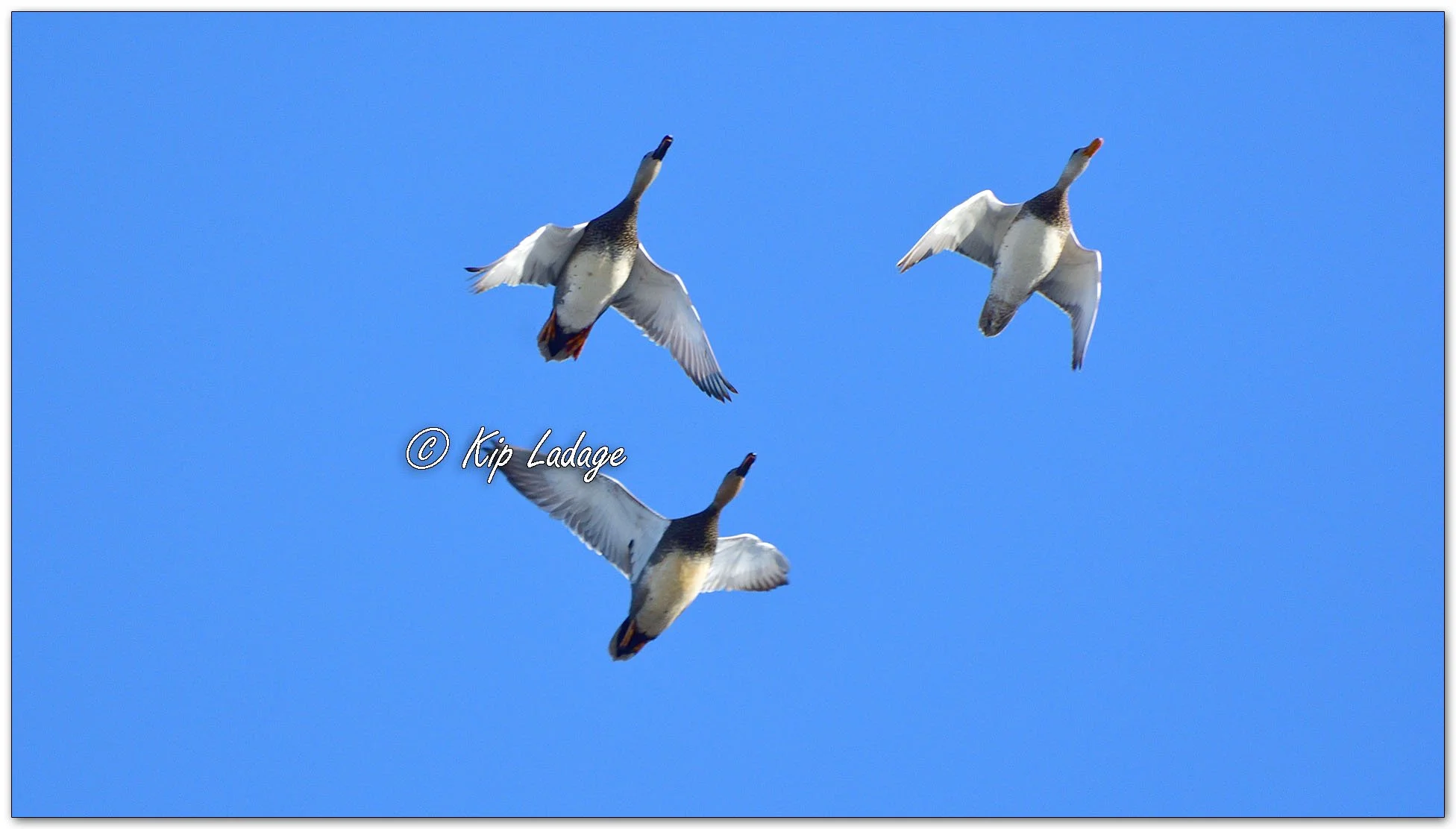 Gadwall  in Flight - Image 1070090