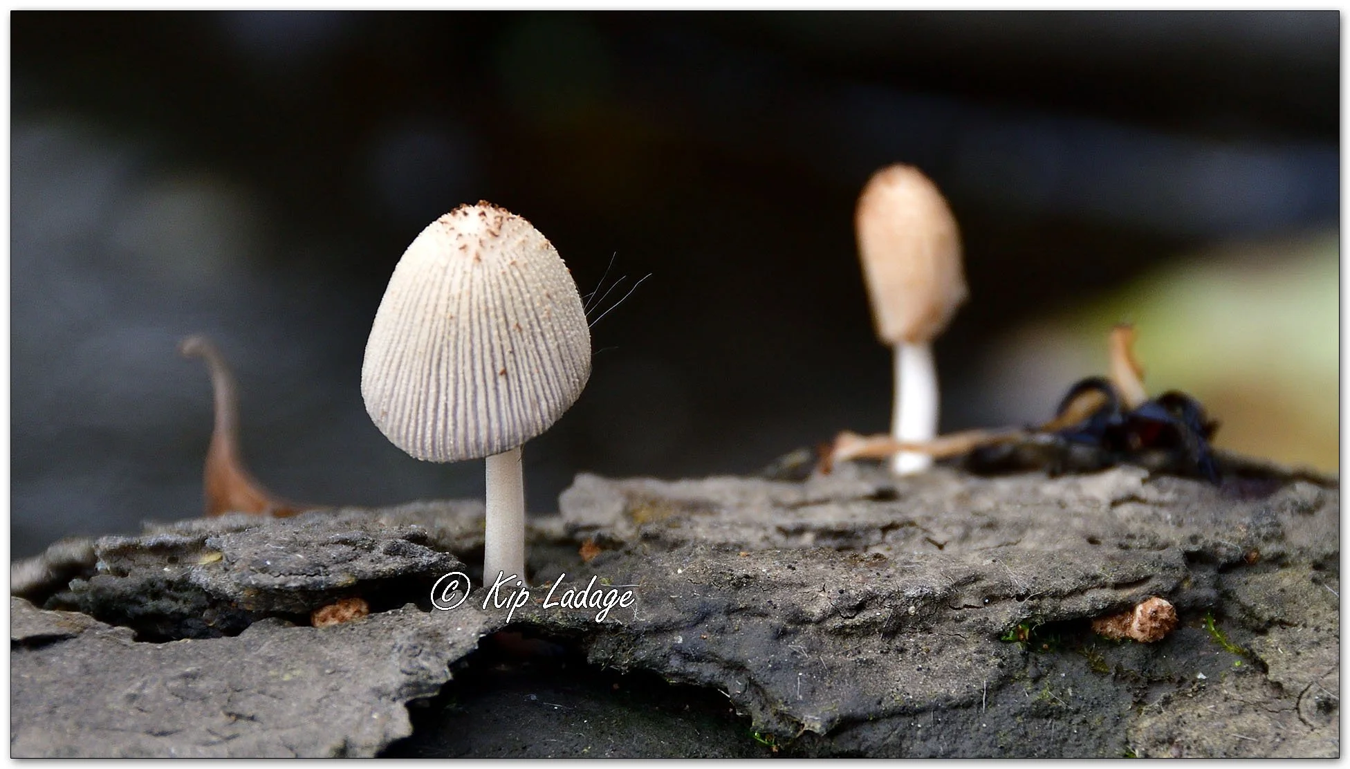 Pleated Inkcap - Image 1168252