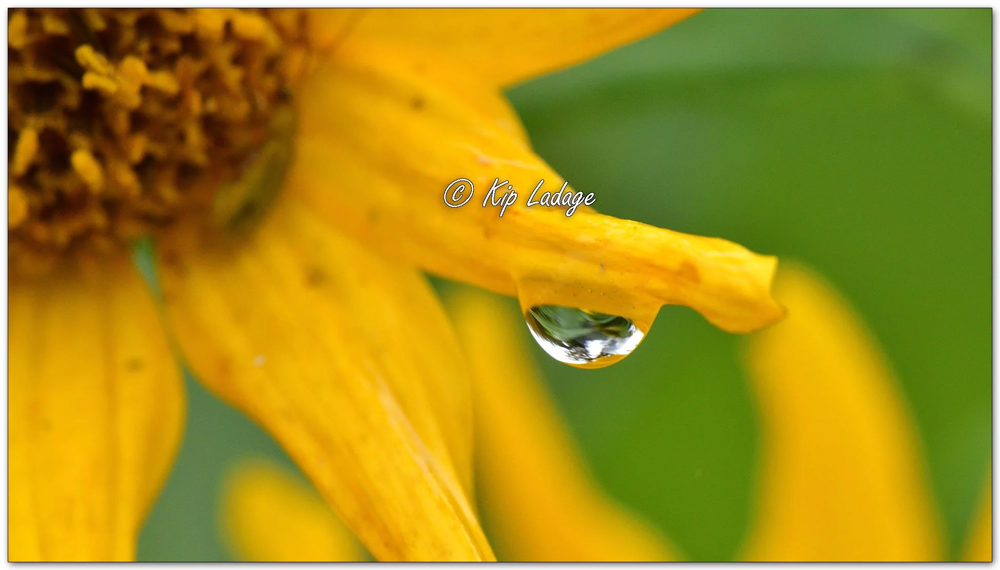 Raindrop on False Sunflower - Image 1152423