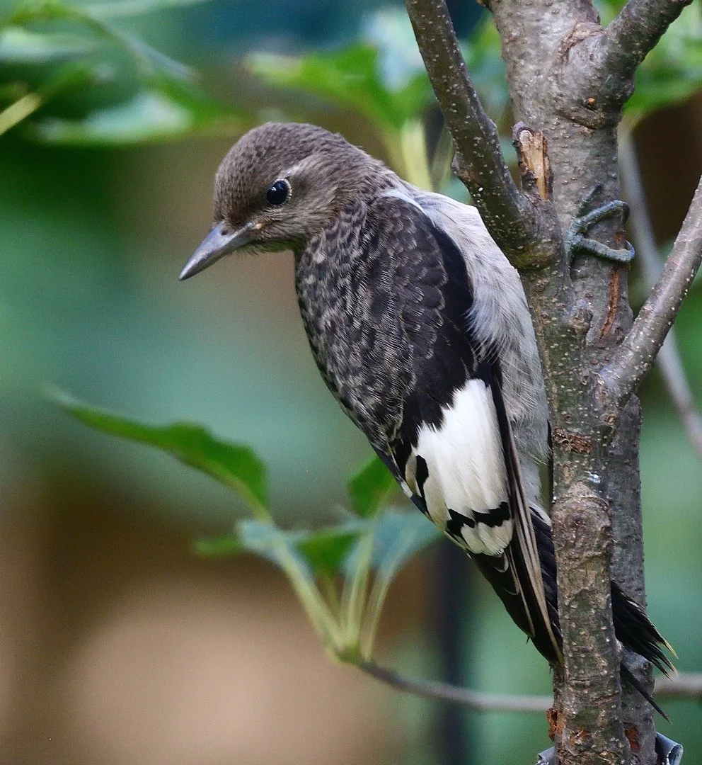 Juvenile Red-headed Woodpecker - Image 1130105