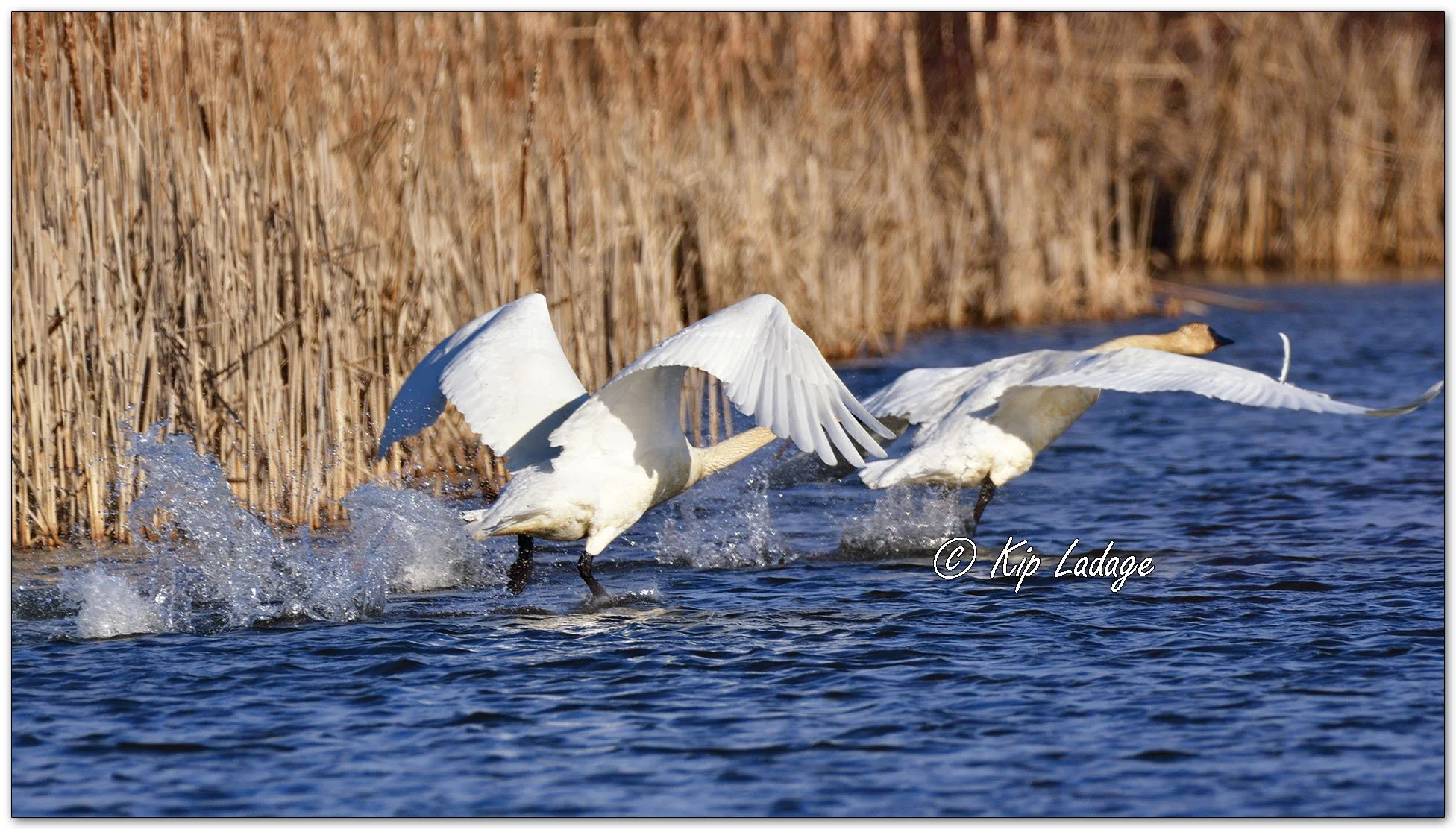 Trumpeter Swan - Image 1072185