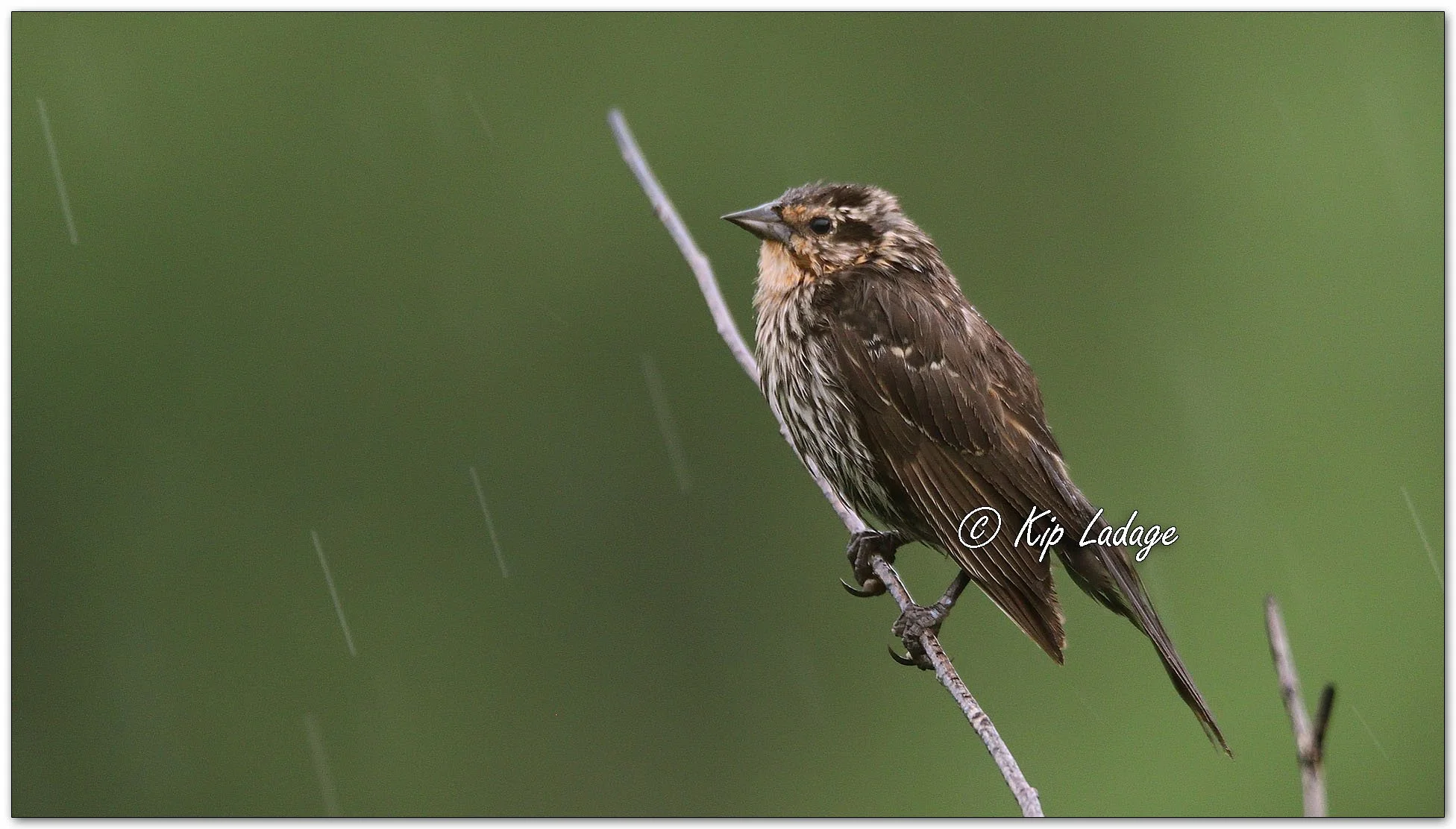 Female Red-winged Blackbird in Rain - Image 1104630