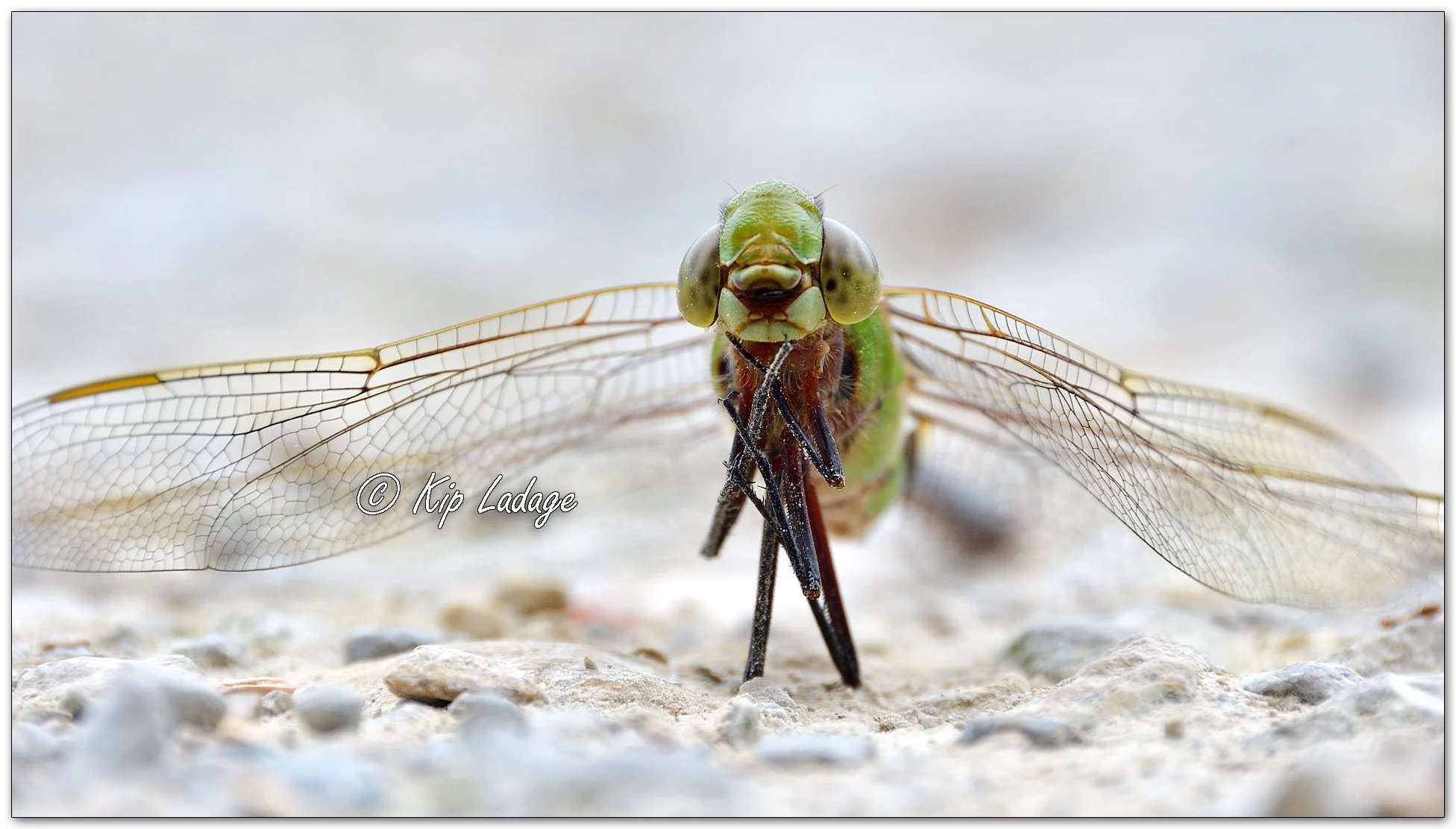 Common Green Darner Dragonfly - Image 1127083