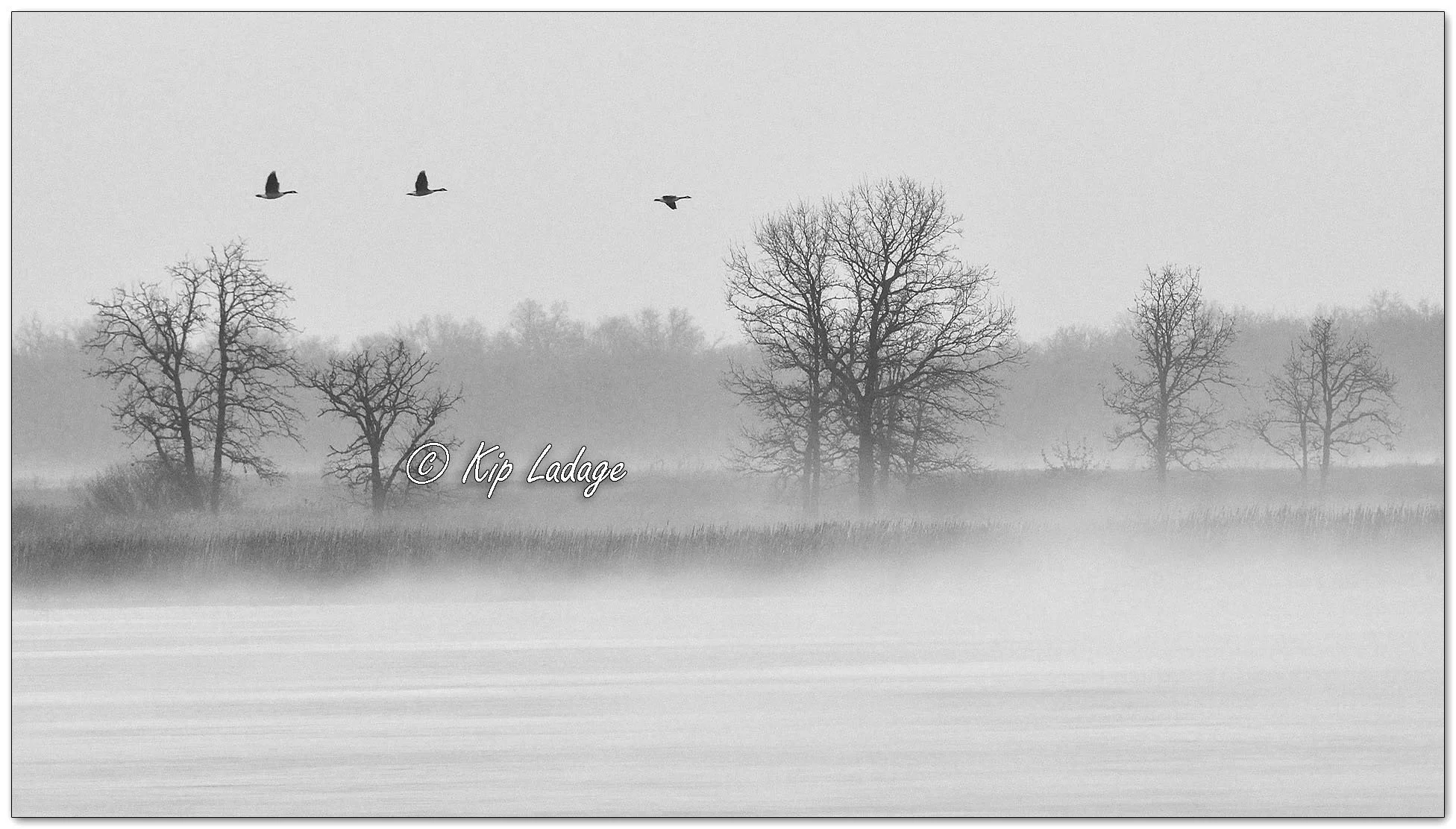 Fog at Sweet Marsh - Image 1068792mono