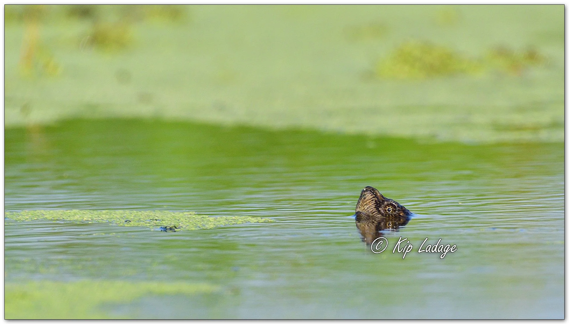 Snapping Turtle Head - Image 1124846