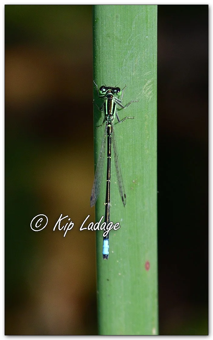 Eastern Forktail Damselfly - Image 1105509