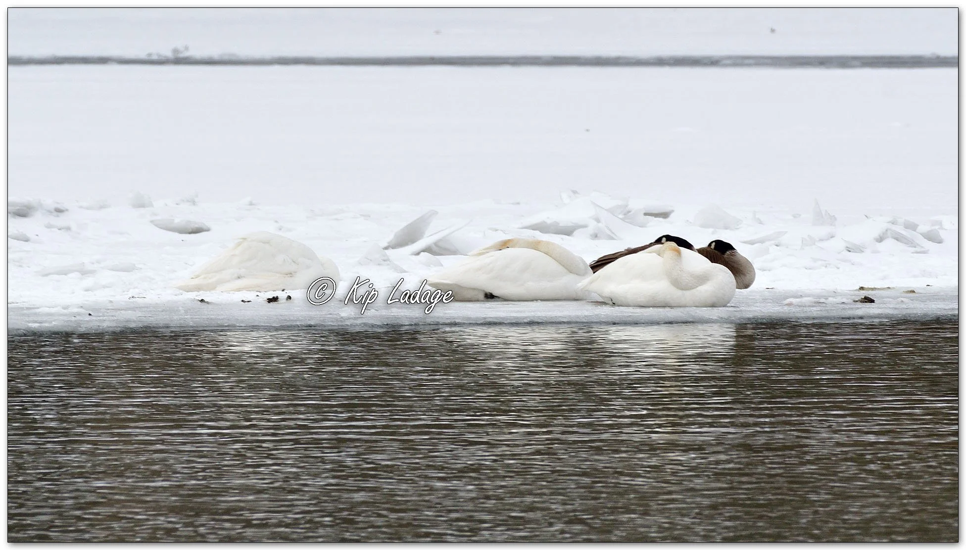 Trumpeter Swans on Cedar River - Image 1061415