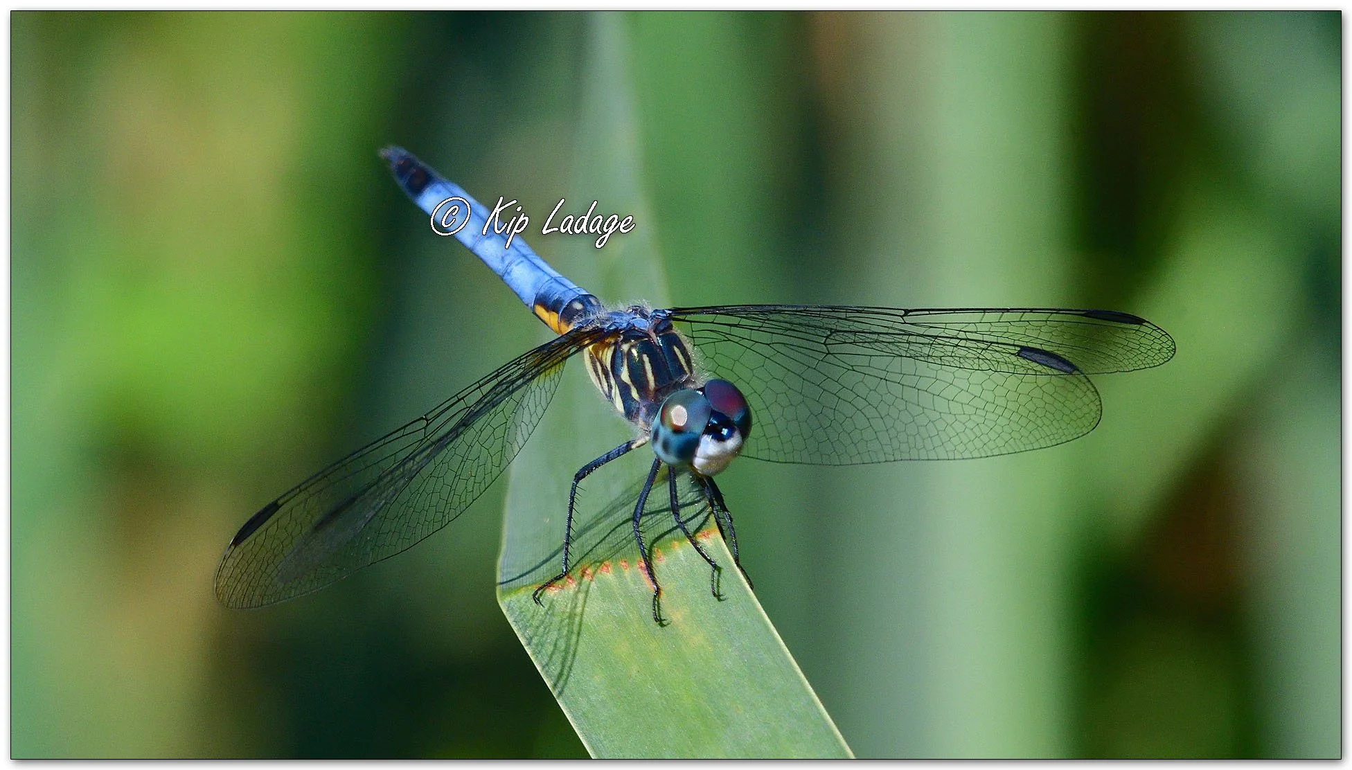 Blue Dasher Dragonfly - Image 1121104