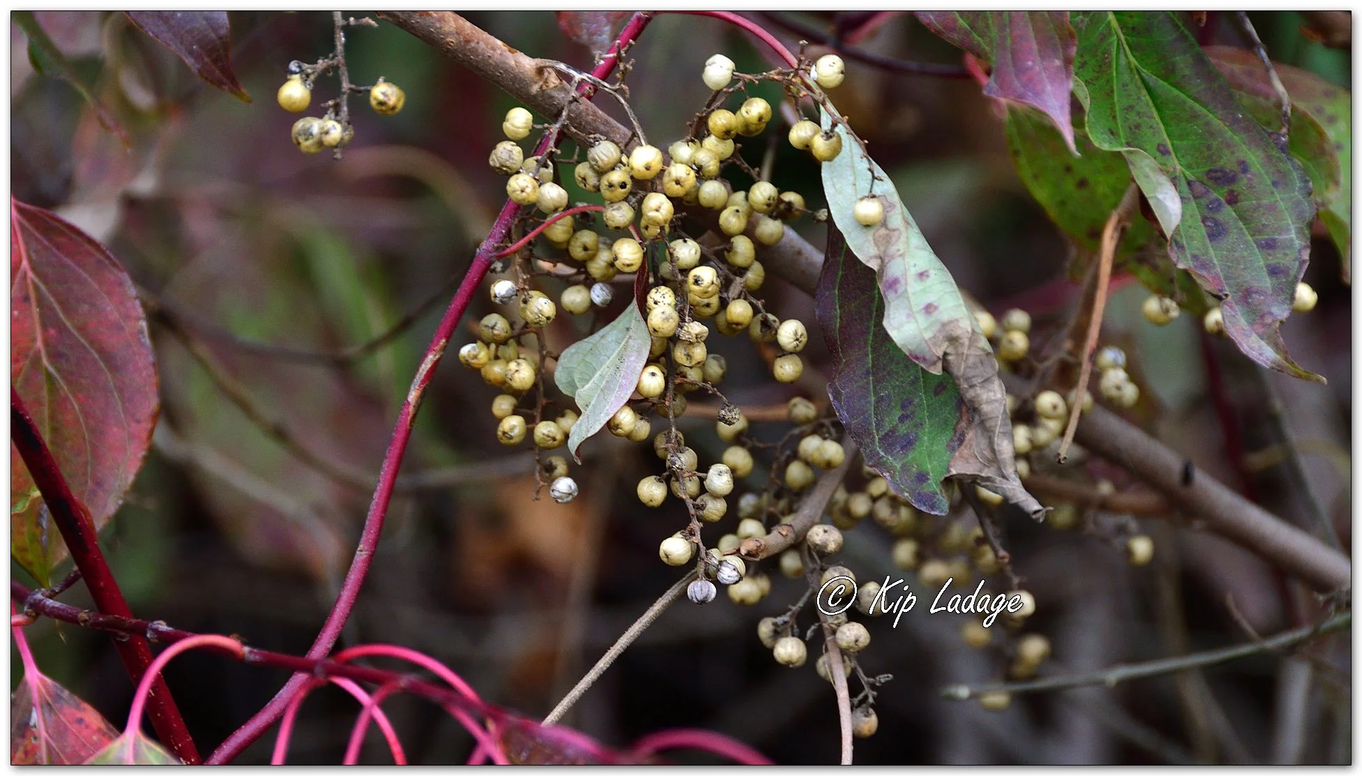 Poison Ivy Berries - Image 1168281
