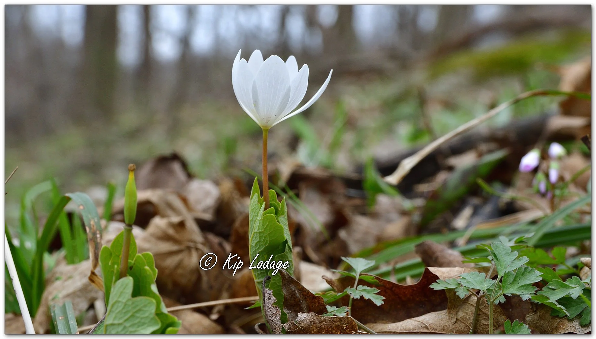 Bloodroot - Image 1085345