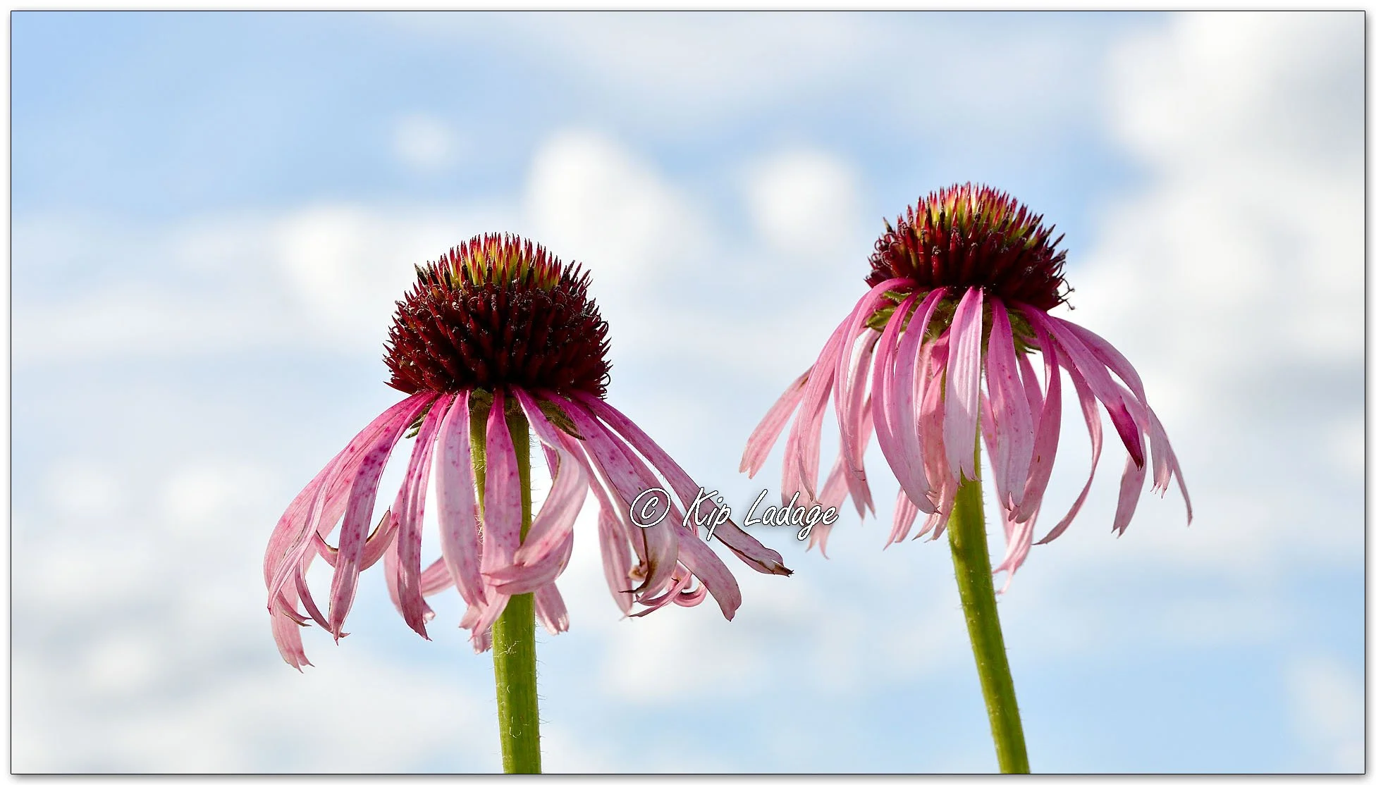 Purple Coneflower - Image 1110231