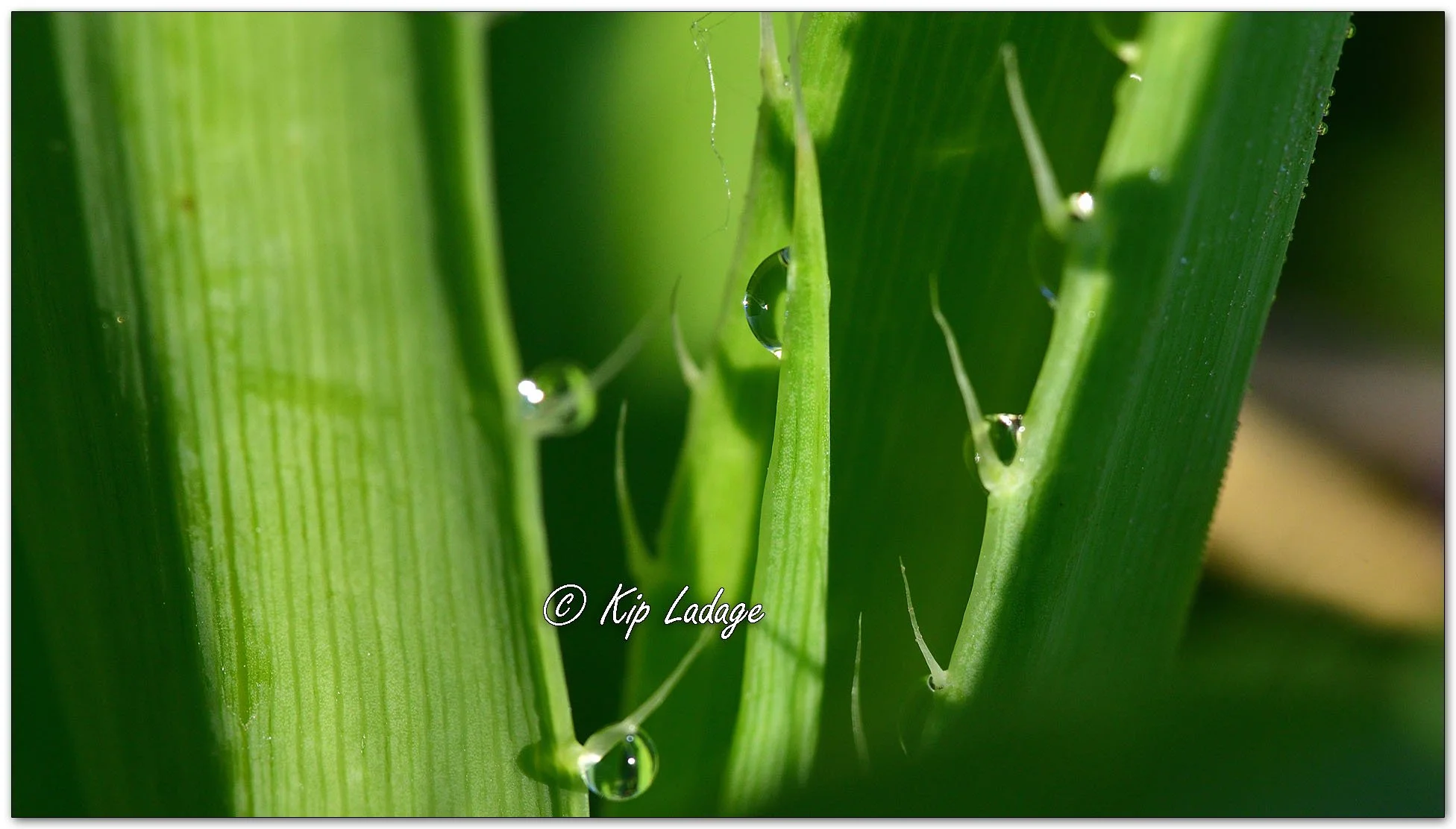 Dew Drops on Rattlesnake Master - Image 1099565