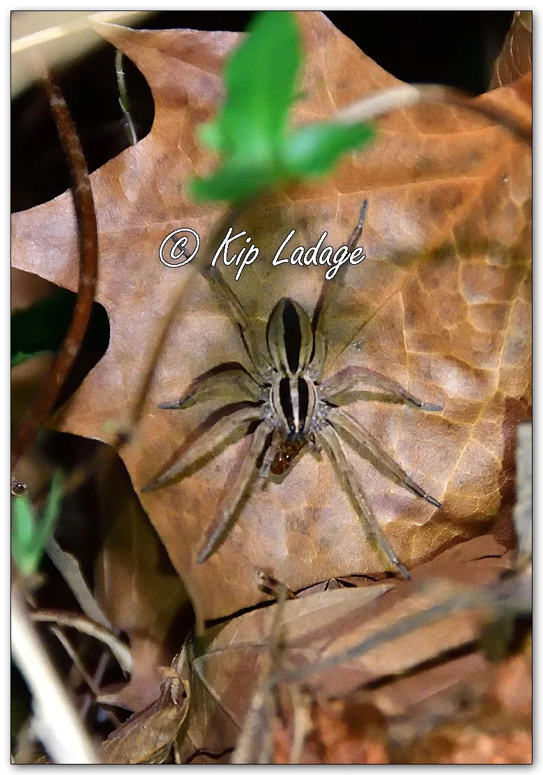 Dotted Wolf Spider - Image 1166565