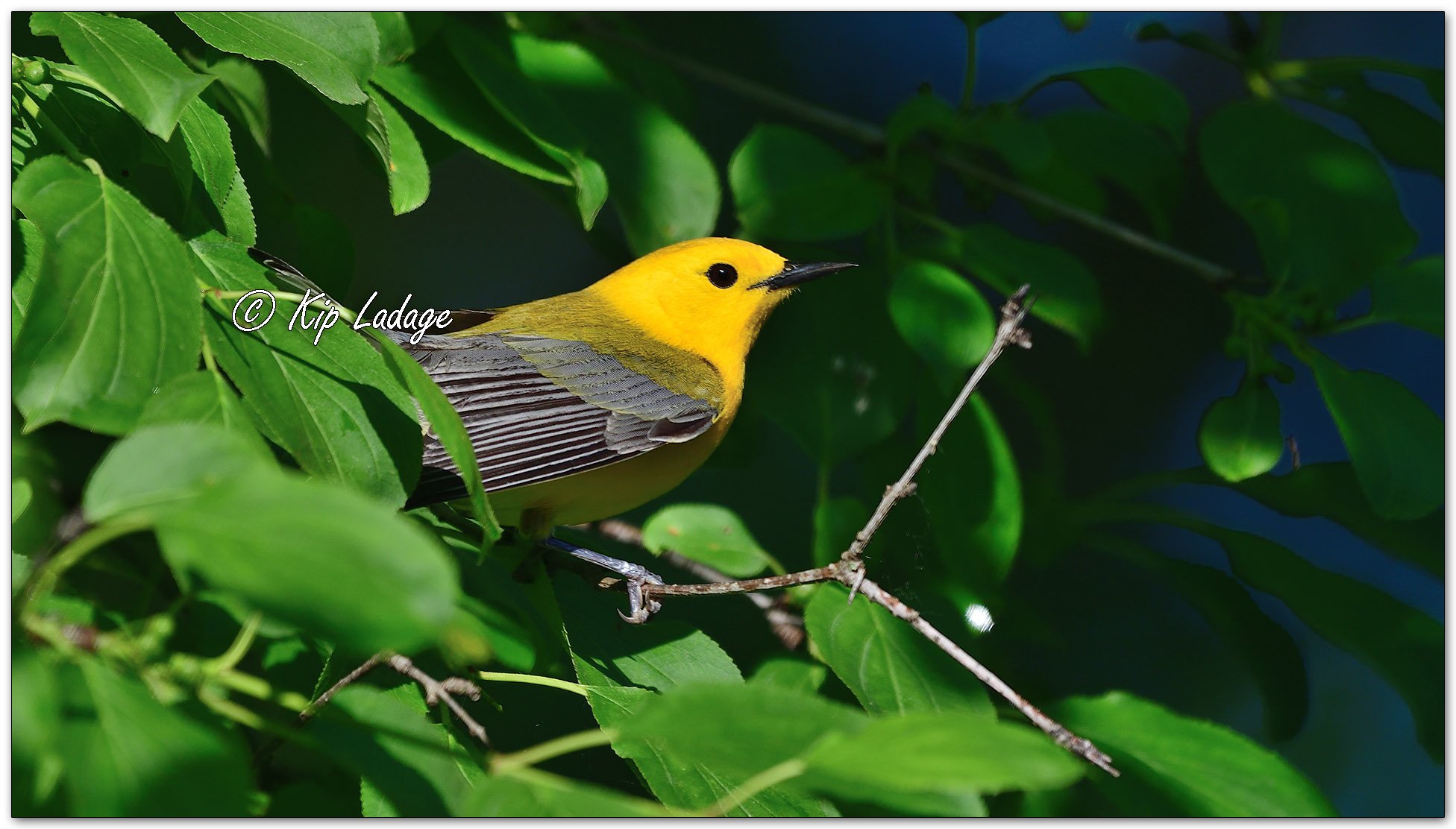 Prothonotary Warbler - Image 1100290
