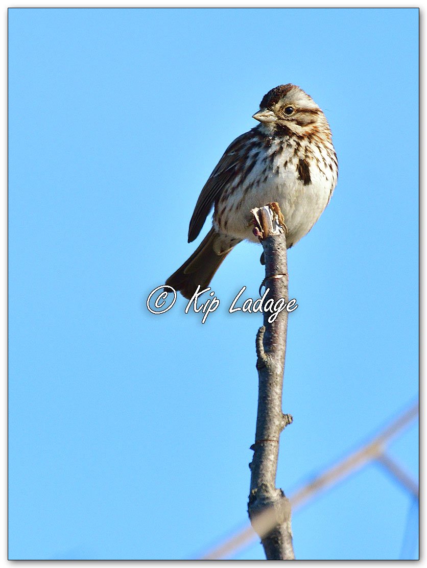 Song Sparrow - Image 1076408