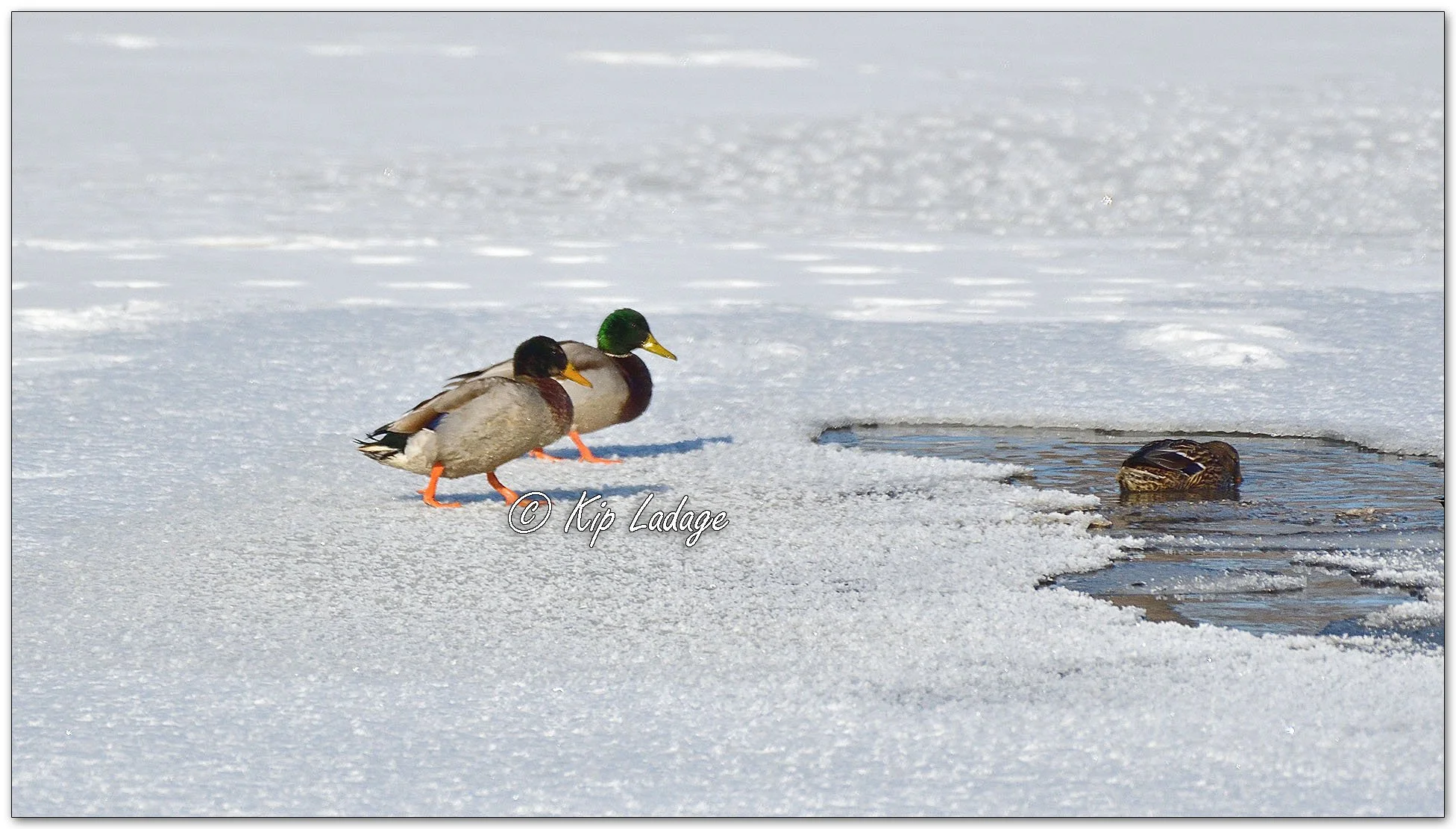 Mallards in Winter - Image 1059587