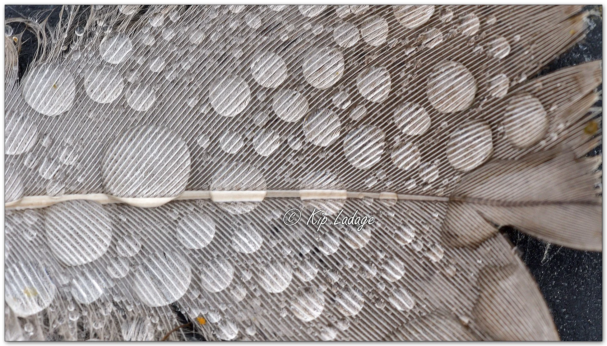 Water Drops on Goose Feather - Image 1150284